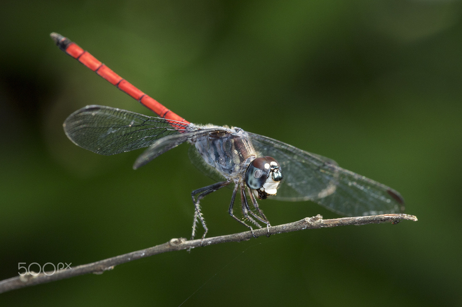 Canon EF 180mm F3.5L Macro USM sample photo. Red tail dragonfly photography