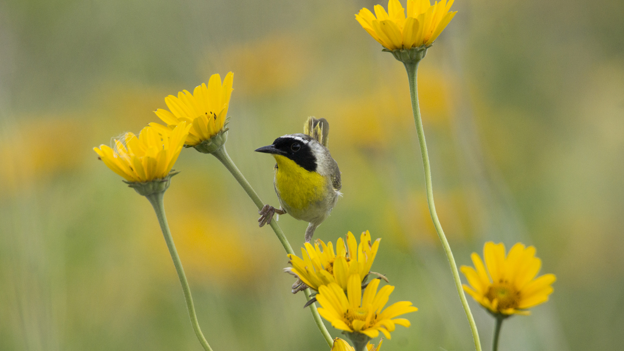 Sony SLT-A77 + Tamron SP 150-600mm F5-6.3 Di VC USD sample photo. Yellow photography