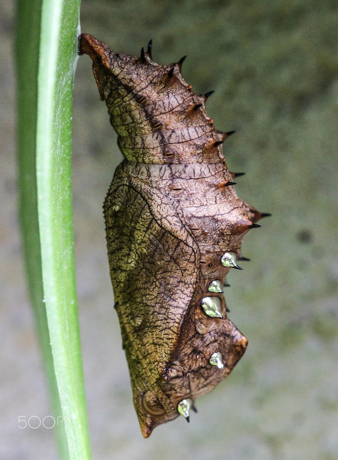 Sigma 105mm F2.8 EX DG OS HSM sample photo. Indian fritillary chrysalis photography