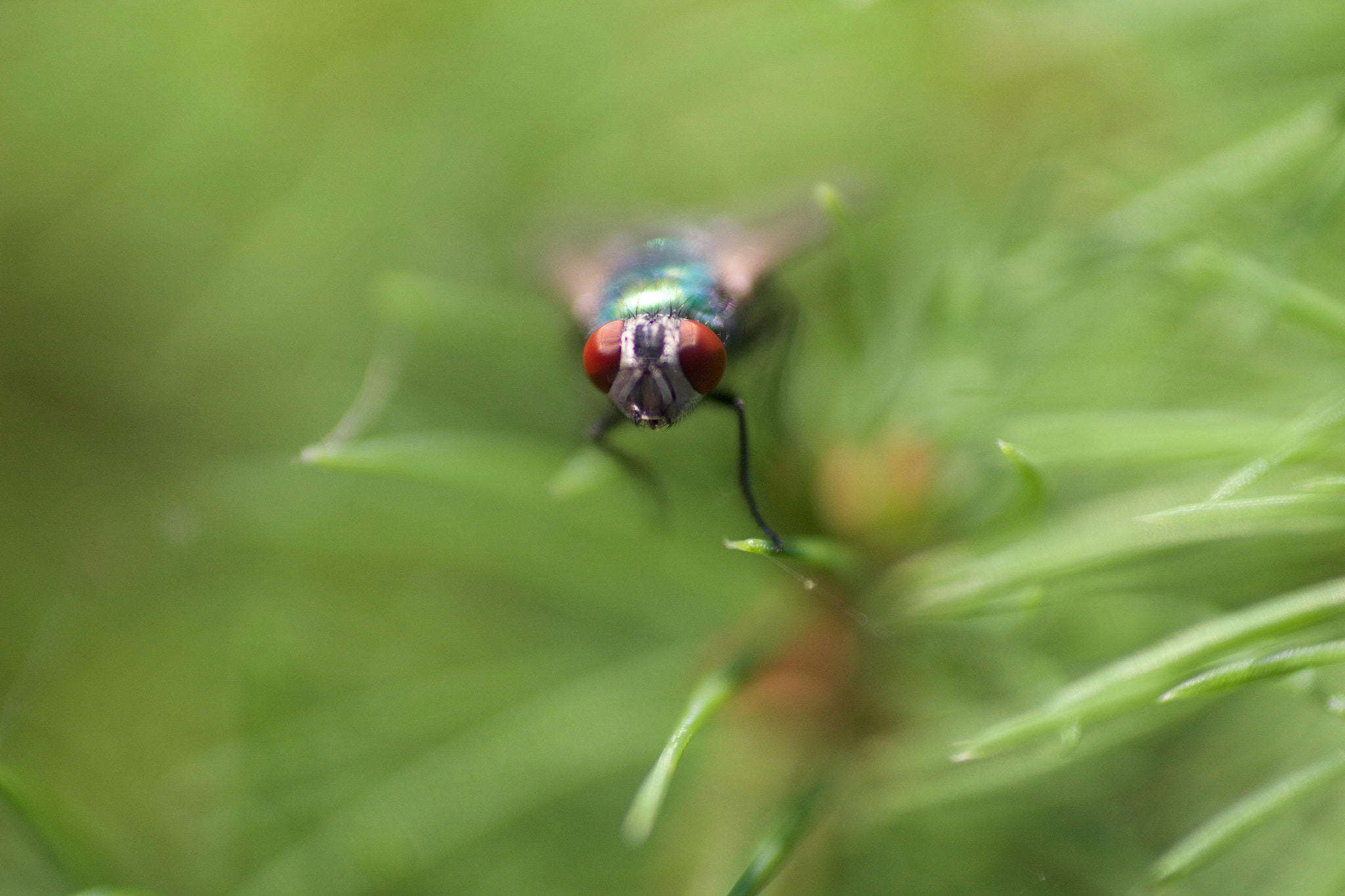 Canon EF 50mm F2.5 Macro sample photo. Fly-2 photography