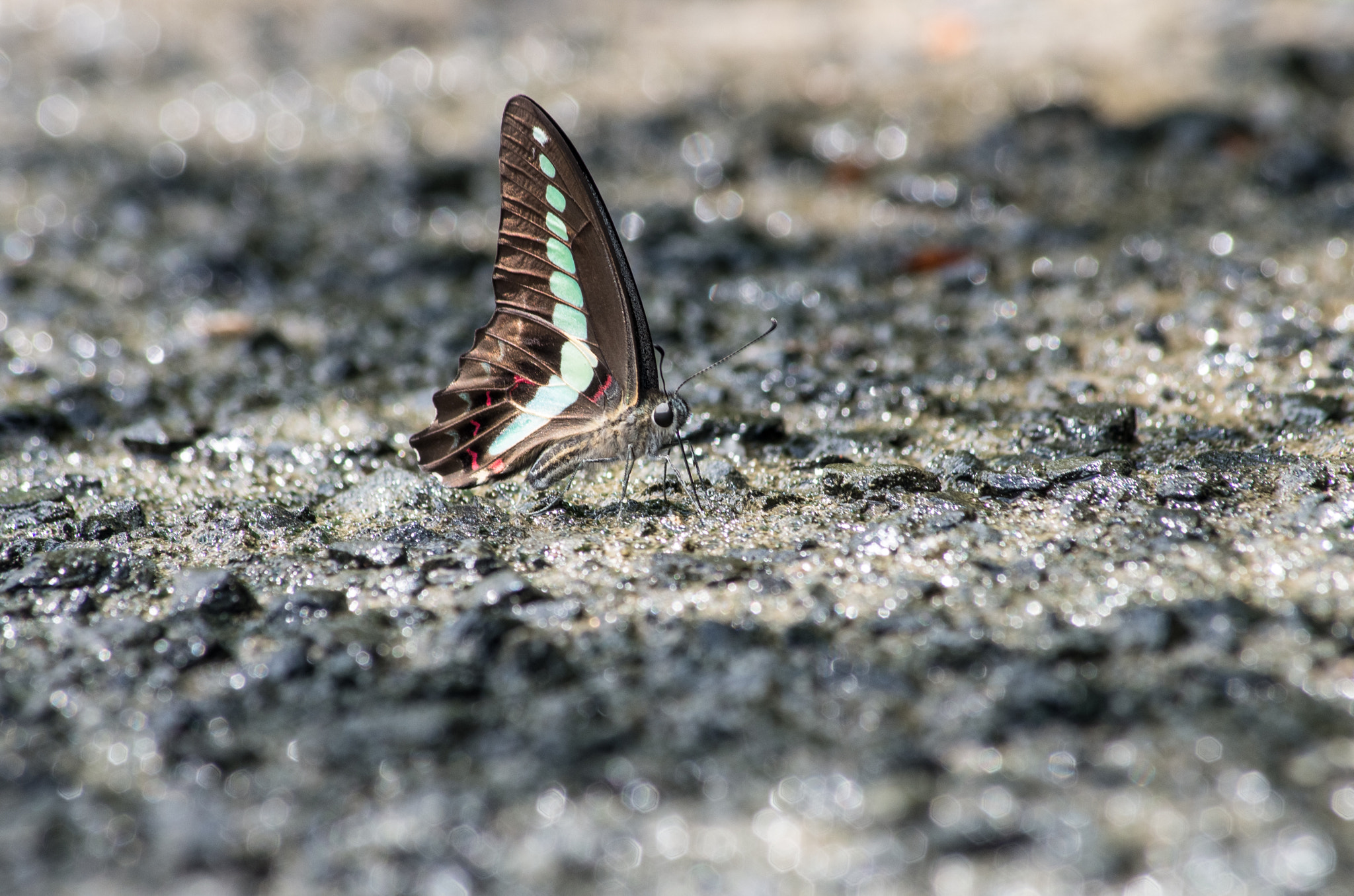 Pentax K-5 IIs + Pentax smc DA 55-300mm F4.0-5.8 ED sample photo. Graphium sarpedon photography