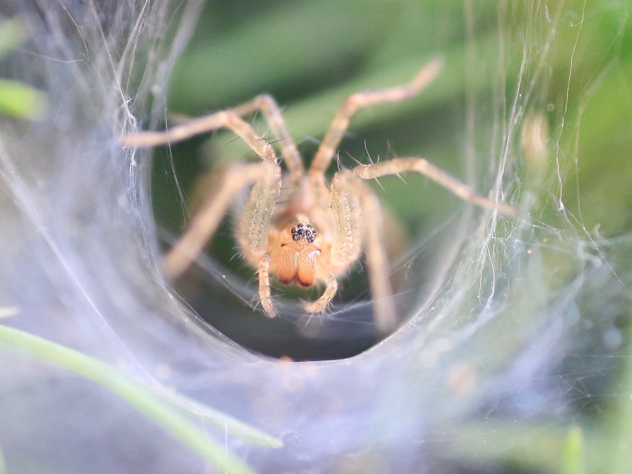 Canon EF 50mm F2.5 Macro sample photo. Spider photography