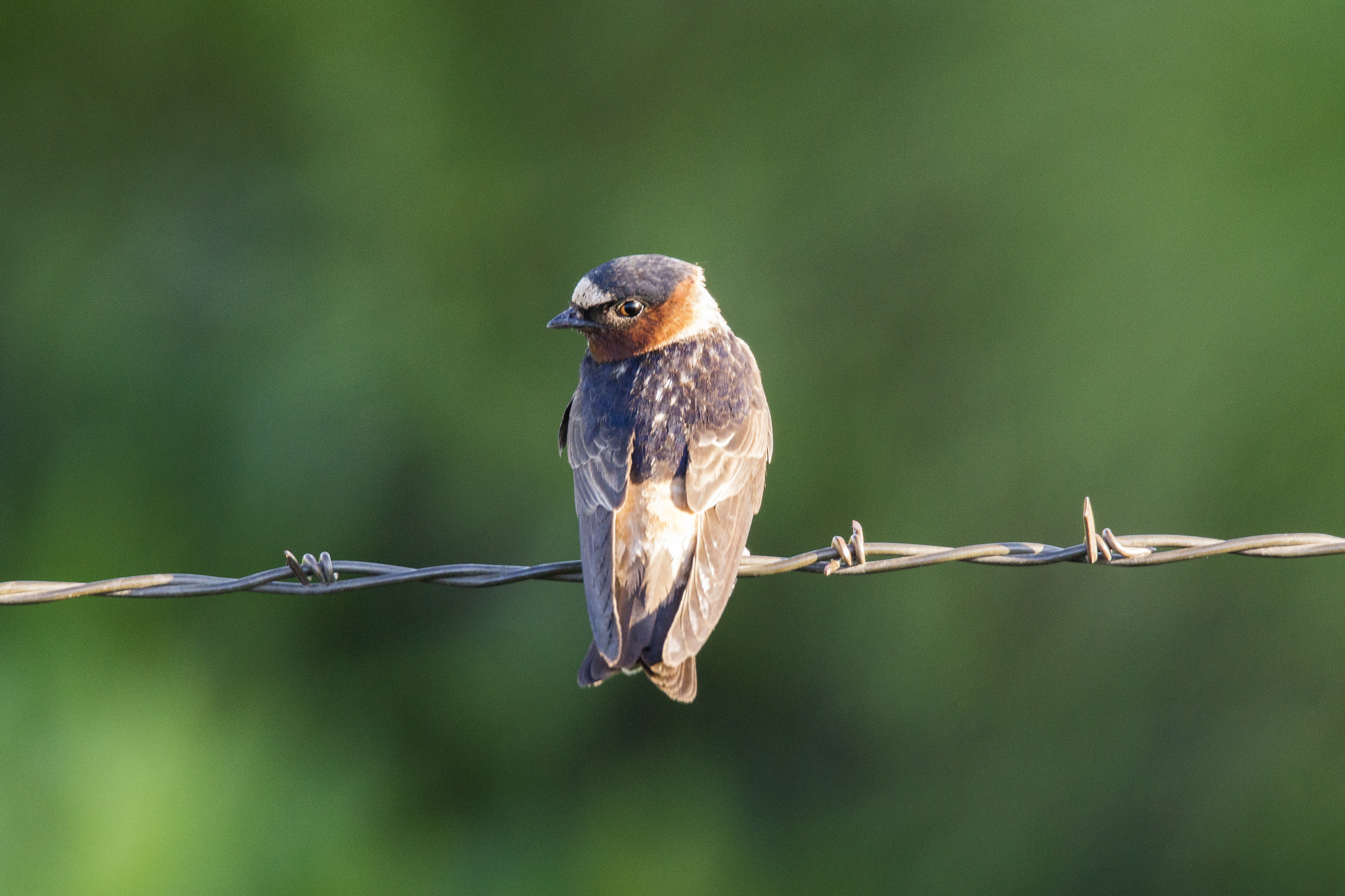 Sony SLT-A77 + Tamron SP 150-600mm F5-6.3 Di VC USD sample photo. What are you looking at? photography