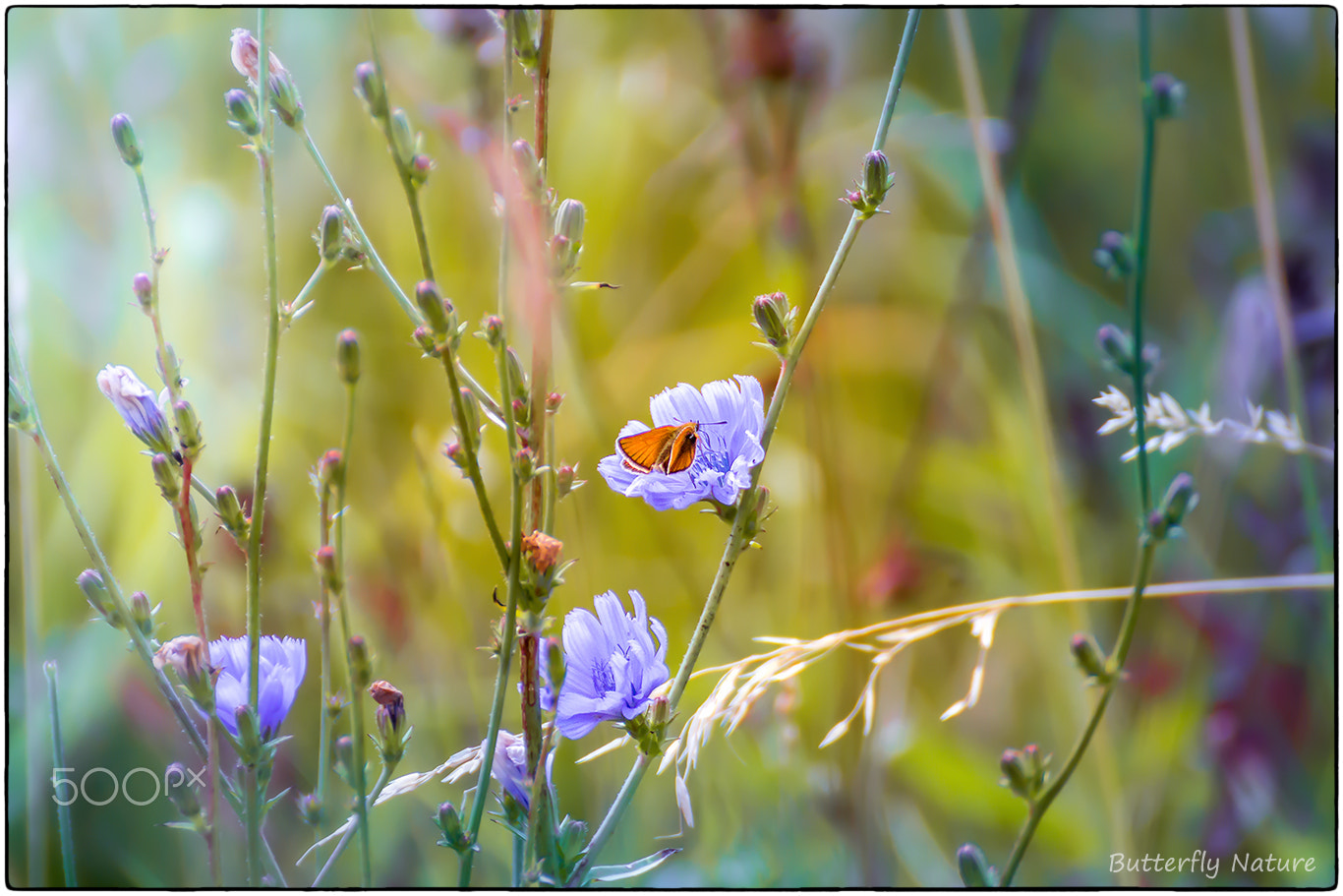 Tamron SP 35mm F1.8 Di VC USD sample photo. Butterfly nature photography