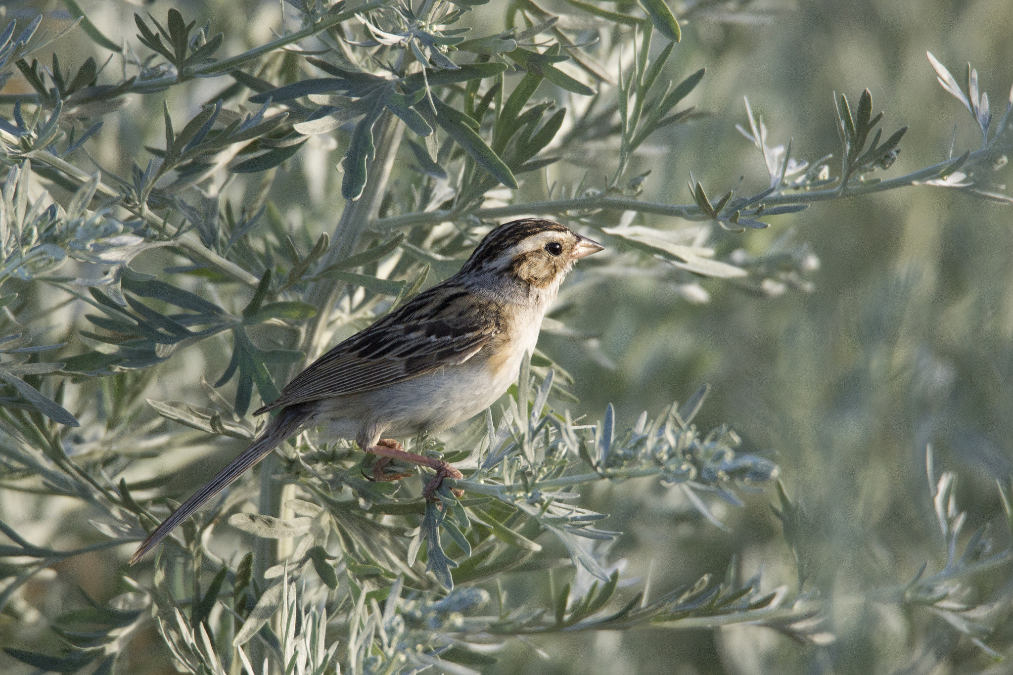 Sony SLT-A77 sample photo. Sparrow and sage photography