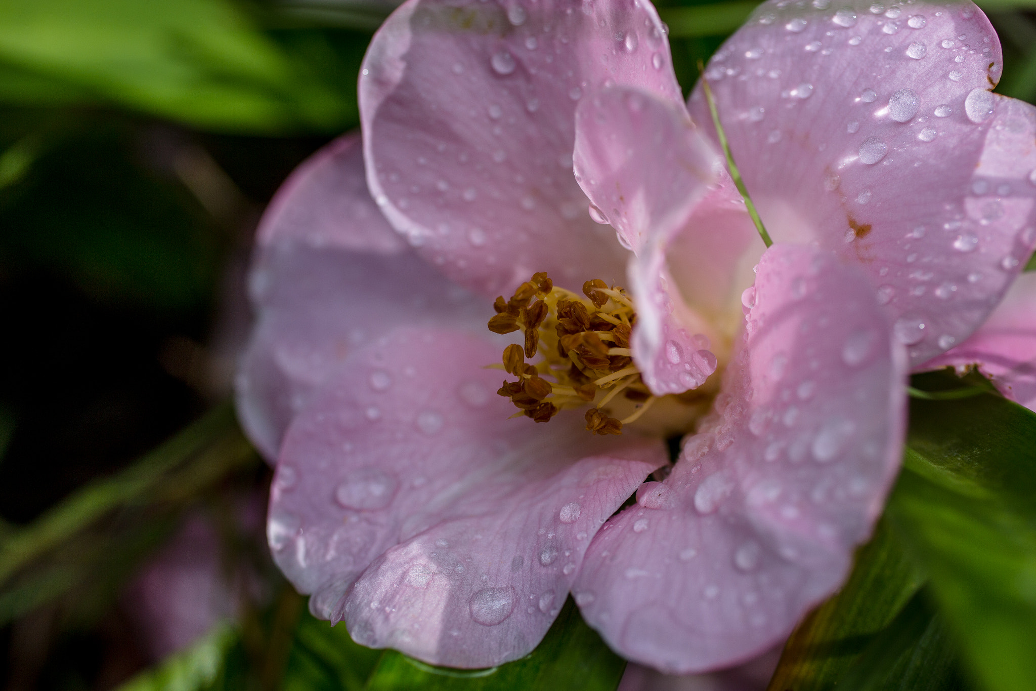 Canon EOS 6D + Canon EF 50mm F2.5 Macro sample photo. The flower after the rain photography