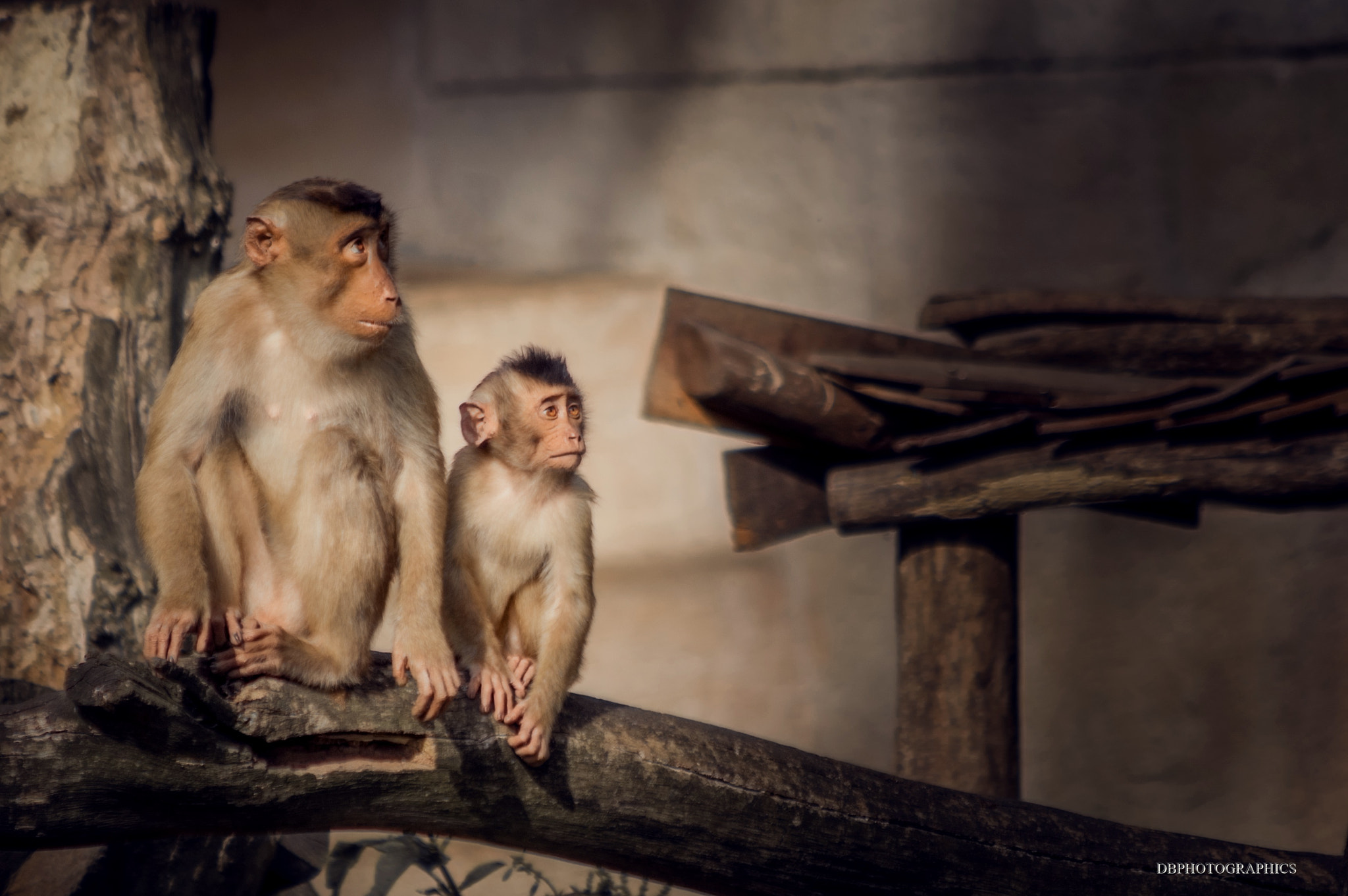 smc PENTAX-FA 80-320mm F4.5-5.6 sample photo. Monkey photography