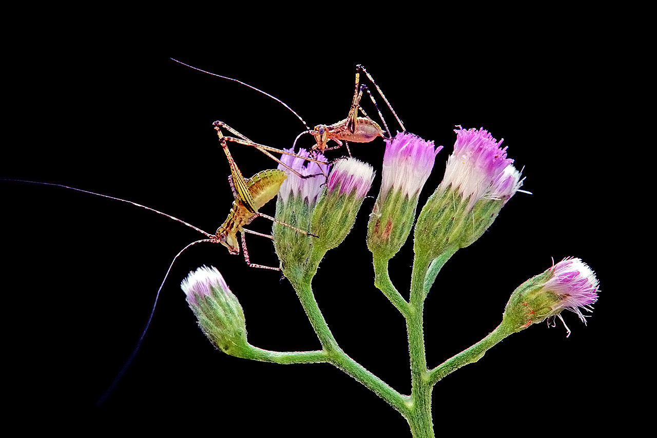 Canon EOS 7D + Tamron SP AF 180mm F3.5 Di LD (IF) Macro sample photo. We love flowers! photography