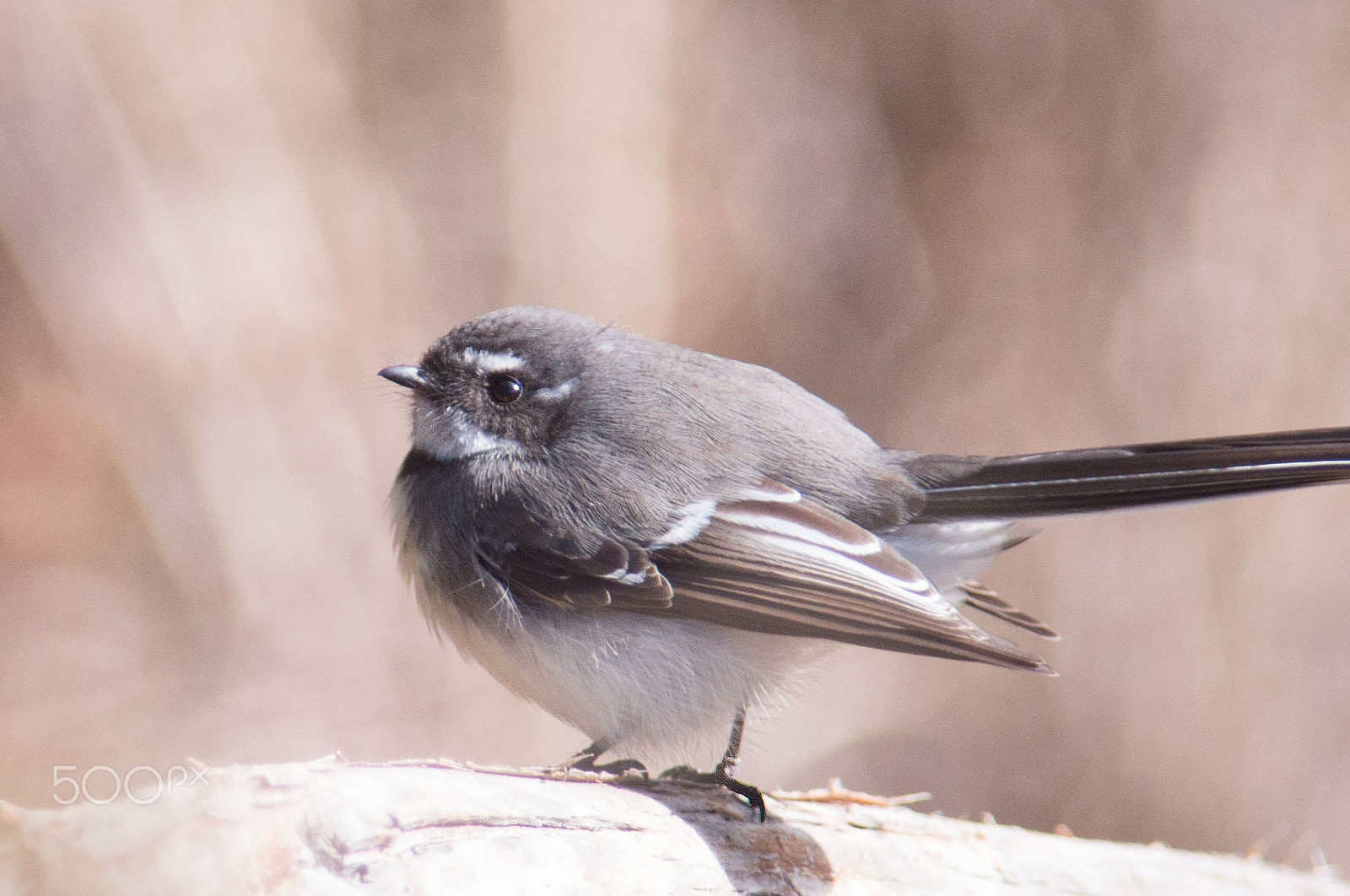 Canon EF 300mm F4L IS USM sample photo. Wren photography