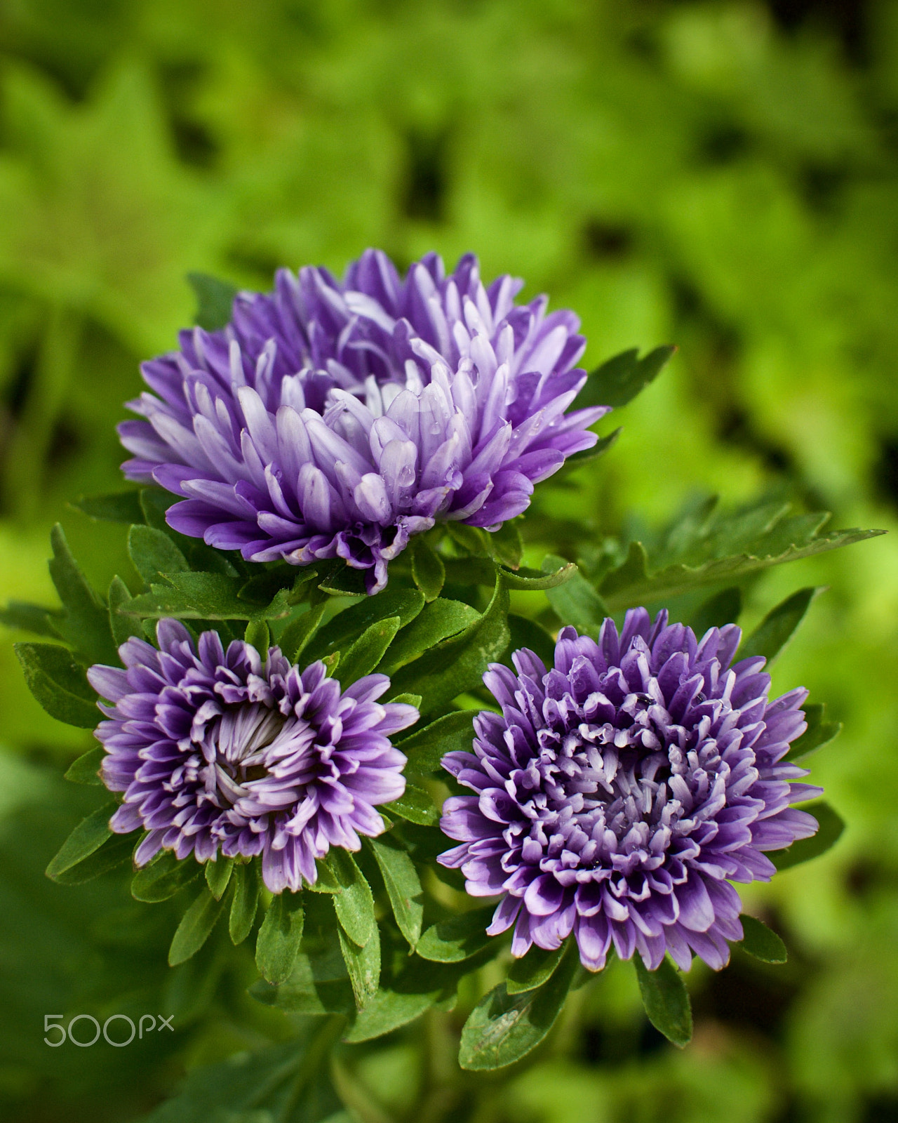 Nikon 1 J2 sample photo. Asters in the garden photography