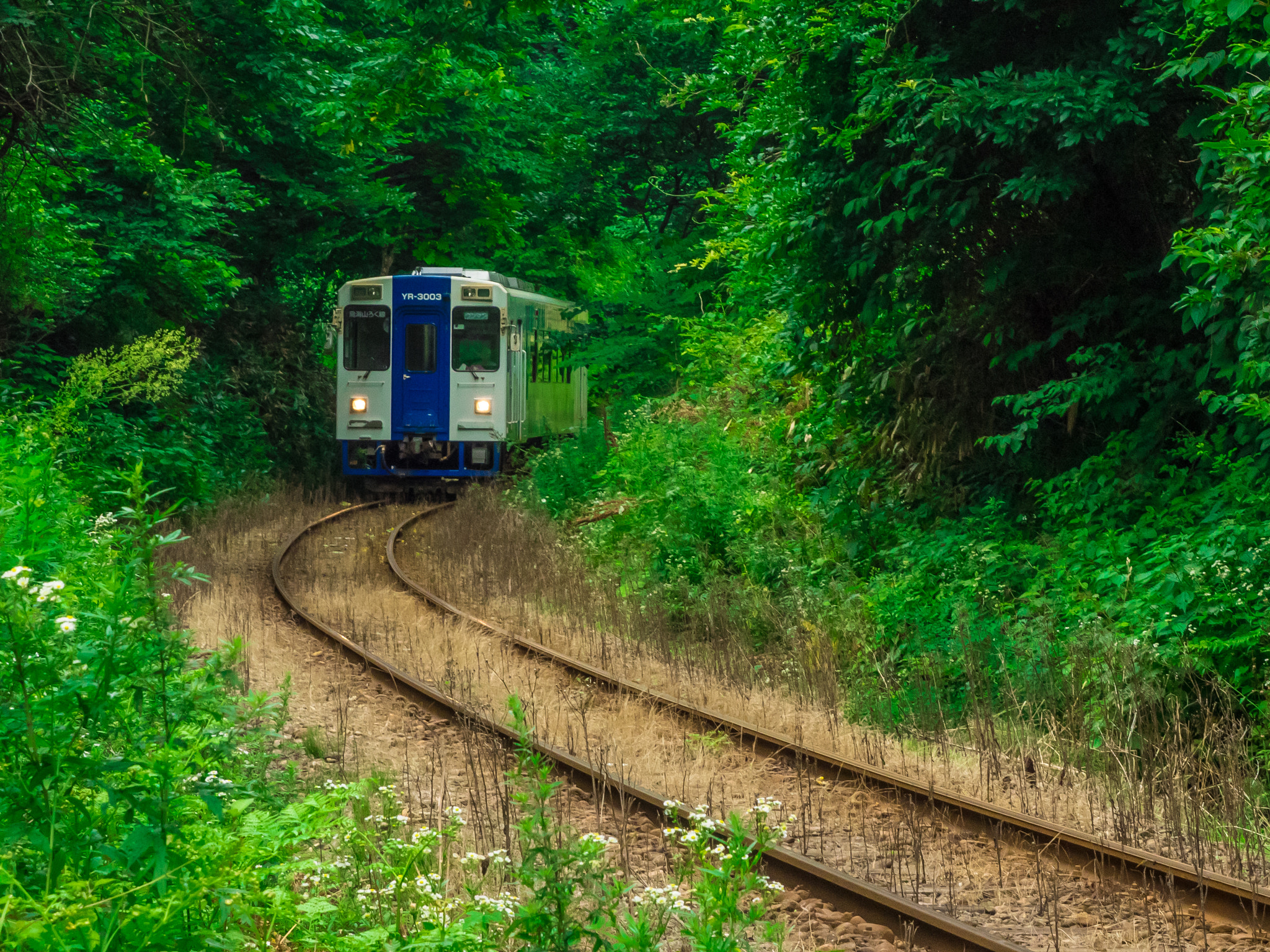 Olympus OM-D E-M1 + OLYMPUS M.12-50mm F3.5-6.3 sample photo. Forest train photography