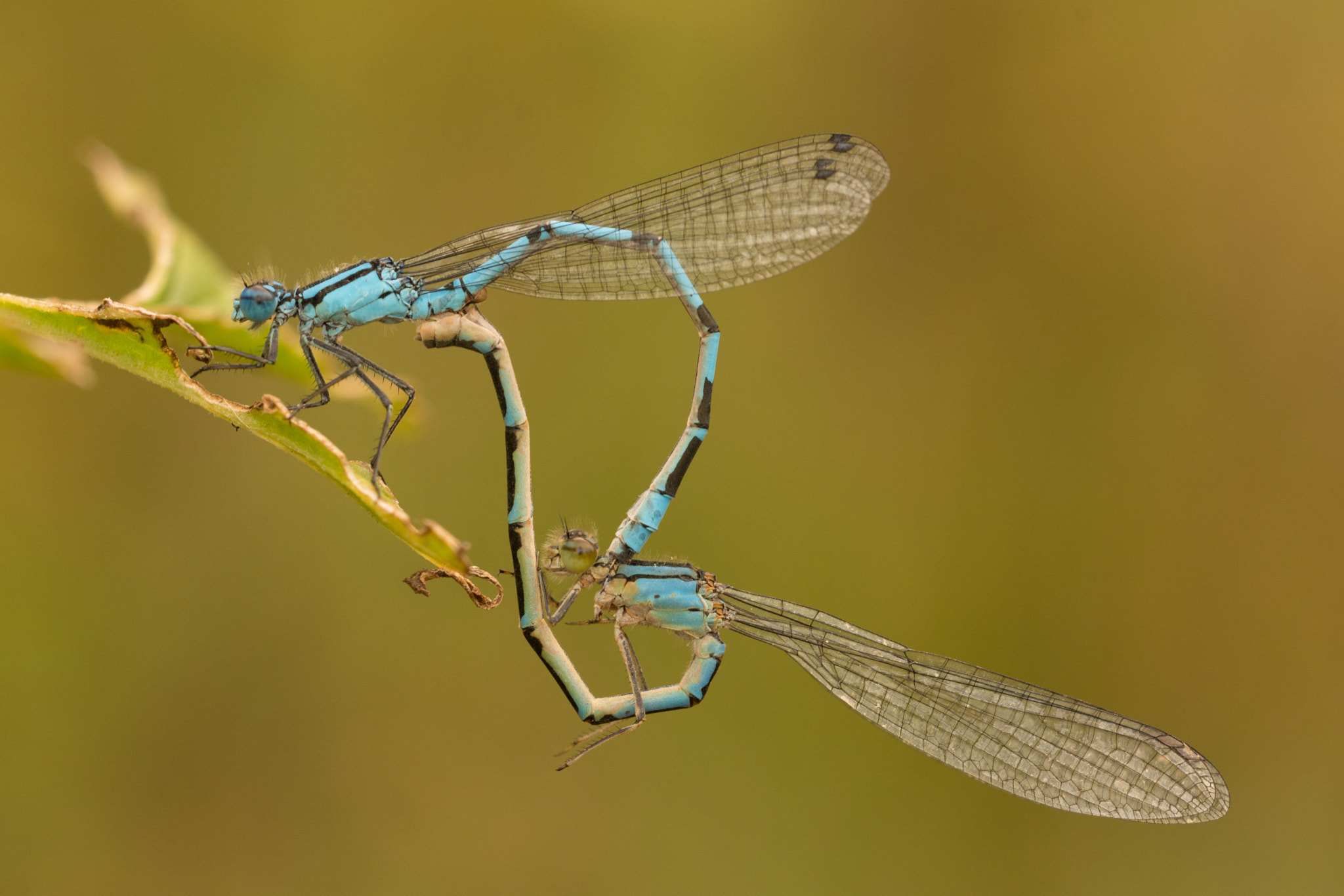 Sigma 150mm F2.8 EX DG OS Macro HSM sample photo. Entangled damselflies photography