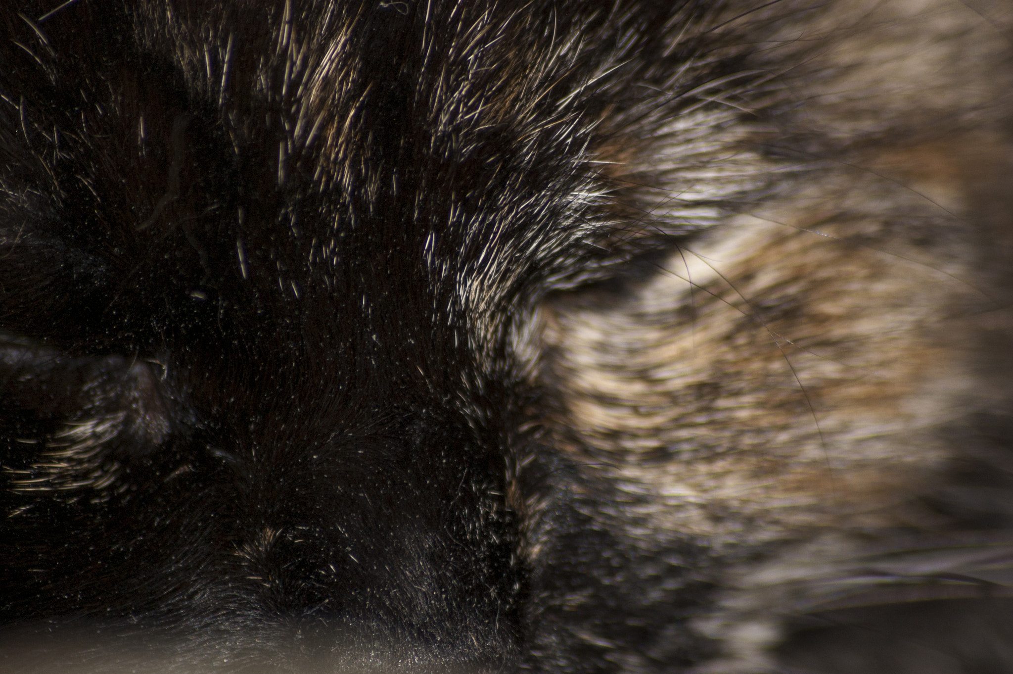 Sigma 70-300mm F4-5.6 APO DG Macro sample photo. Time to relax photography