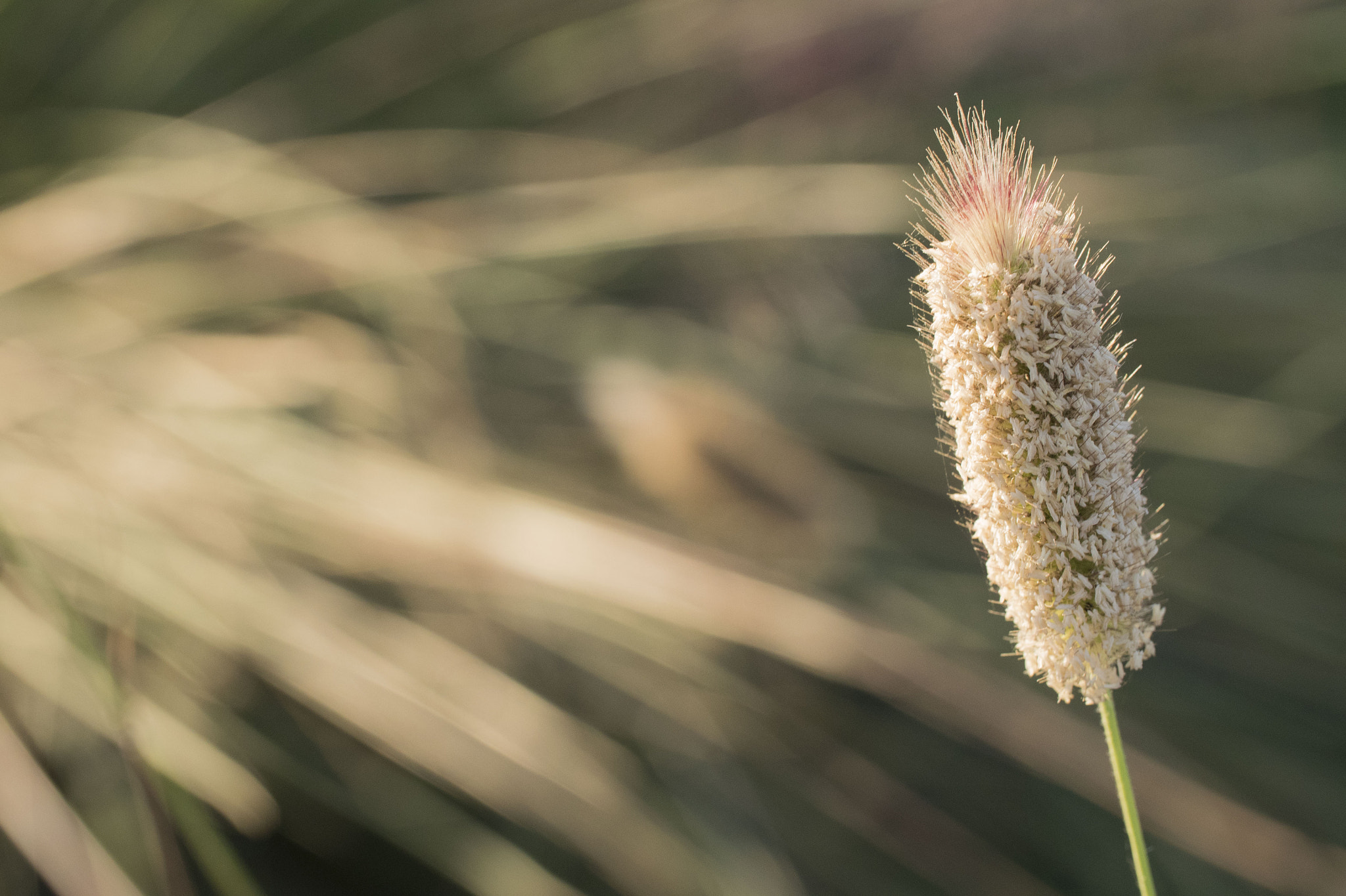 Canon EF 100mm F2.8L Macro IS USM sample photo. Grass flower photography