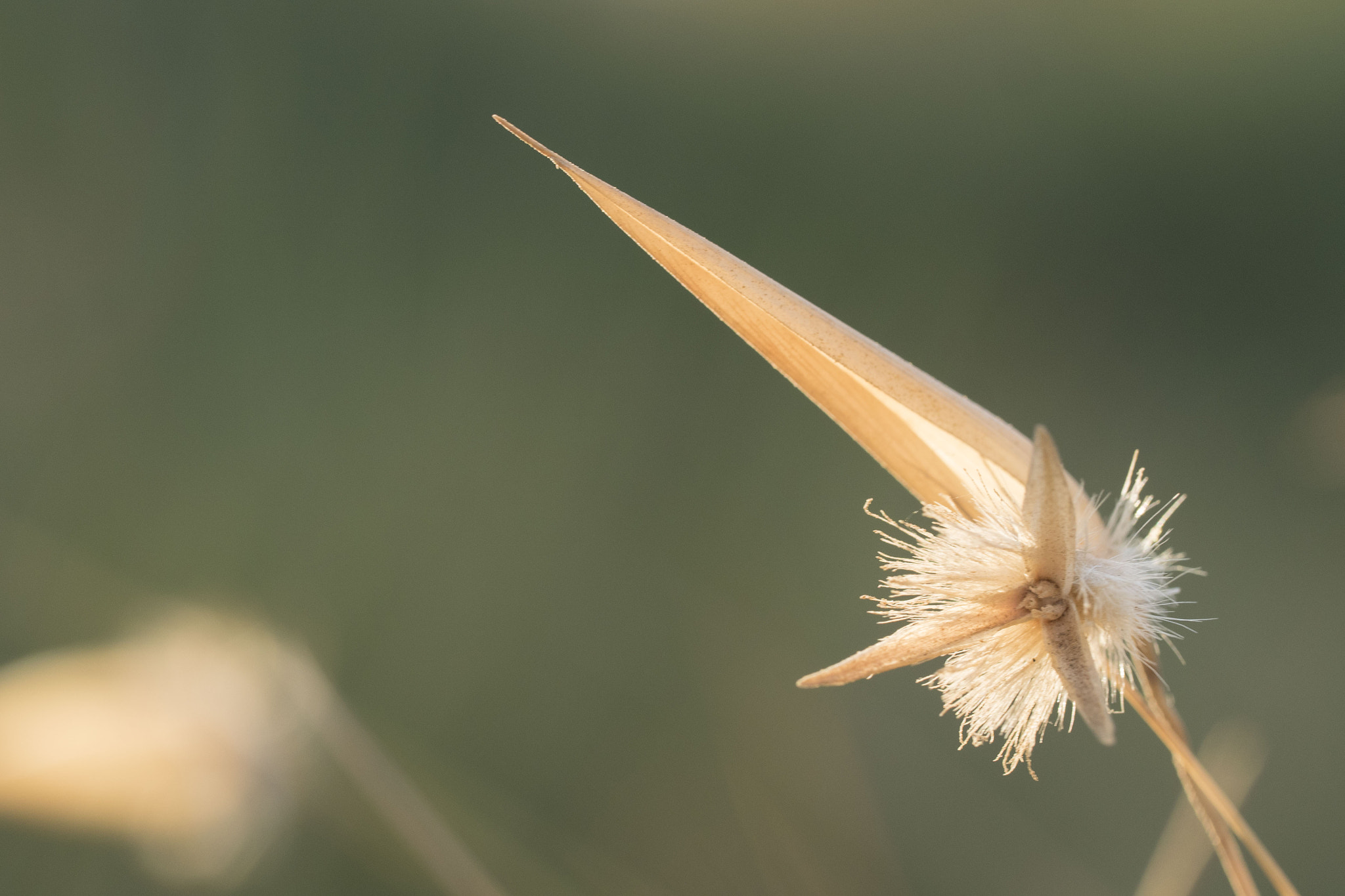 Panasonic Lumix DMC-GH4 + Canon EF 100mm F2.8L Macro IS USM sample photo. Golden flower photography