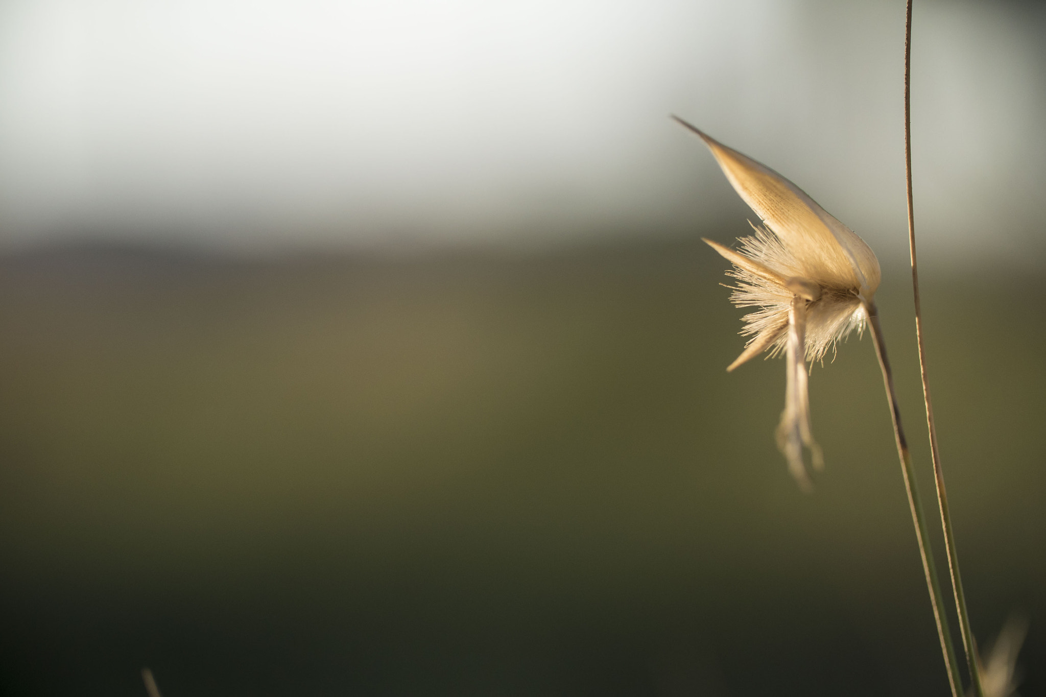 Panasonic Lumix DMC-GH4 + Canon EF 100mm F2.8L Macro IS USM sample photo. Grass at sunset photography