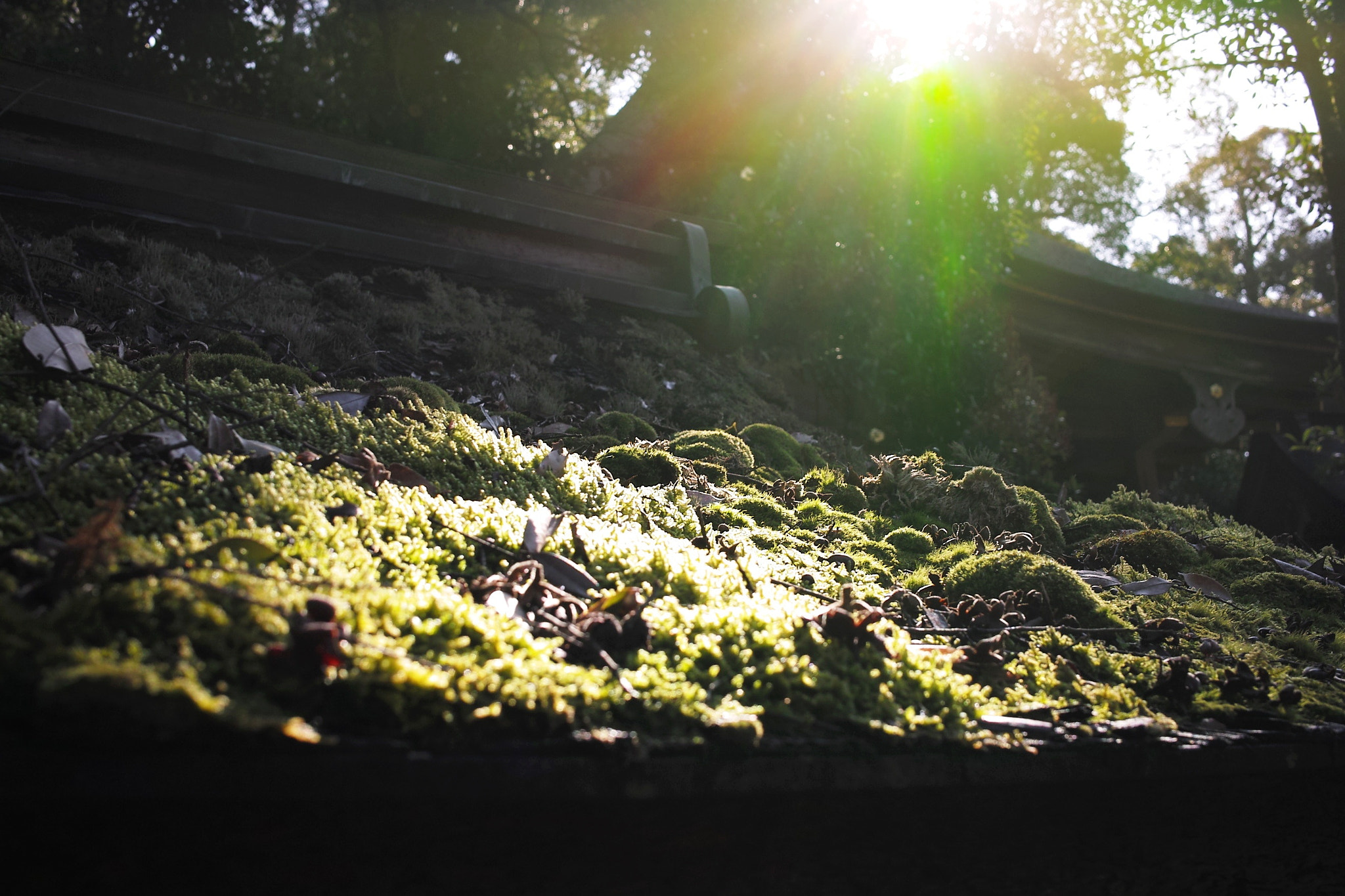 Sigma DP2x sample photo. 茅葺き屋根の上の苔　japanese moss on the thatched roof photography