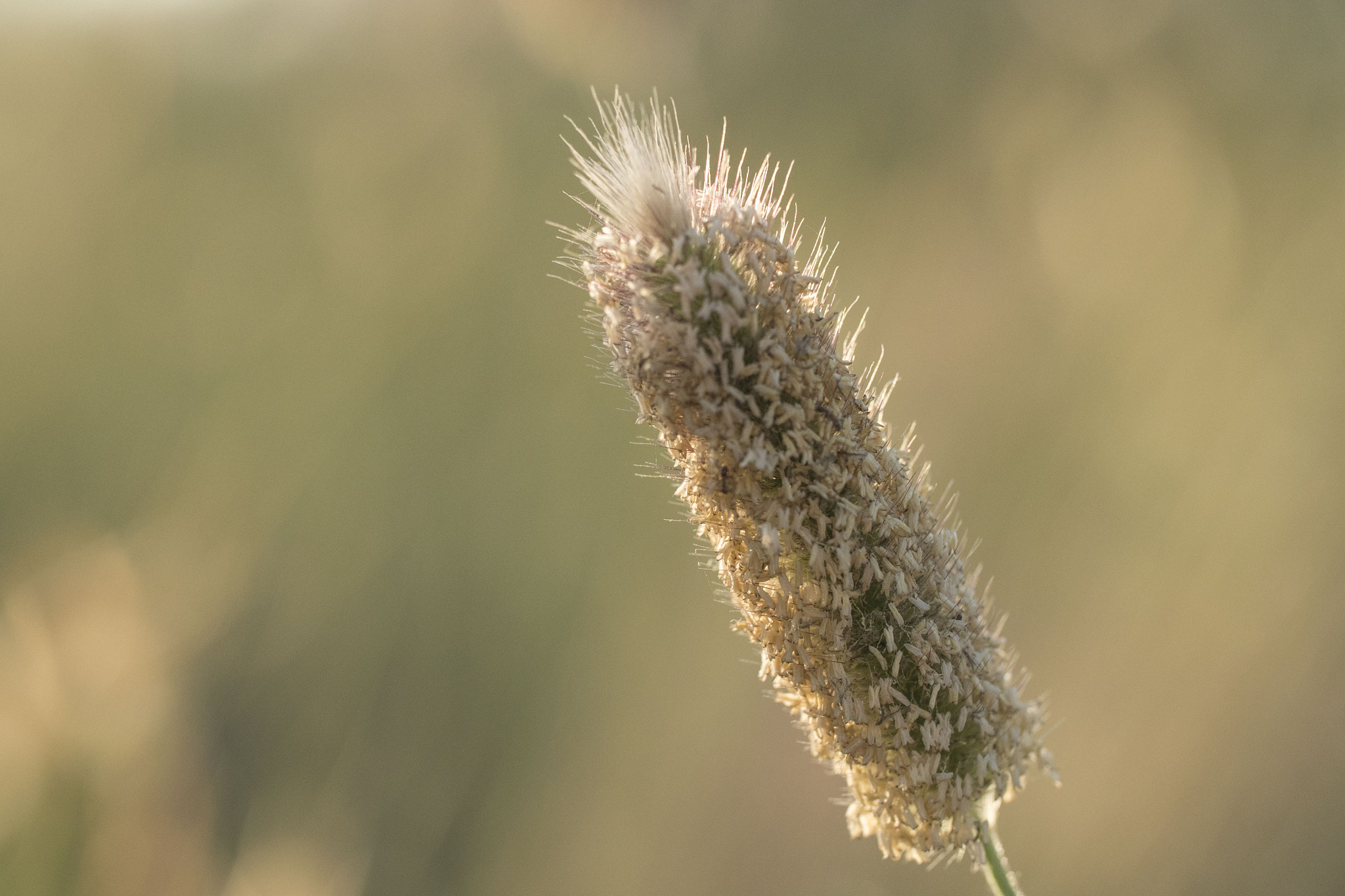 Canon EF 100mm F2.8L Macro IS USM sample photo. Grass at sunset photography