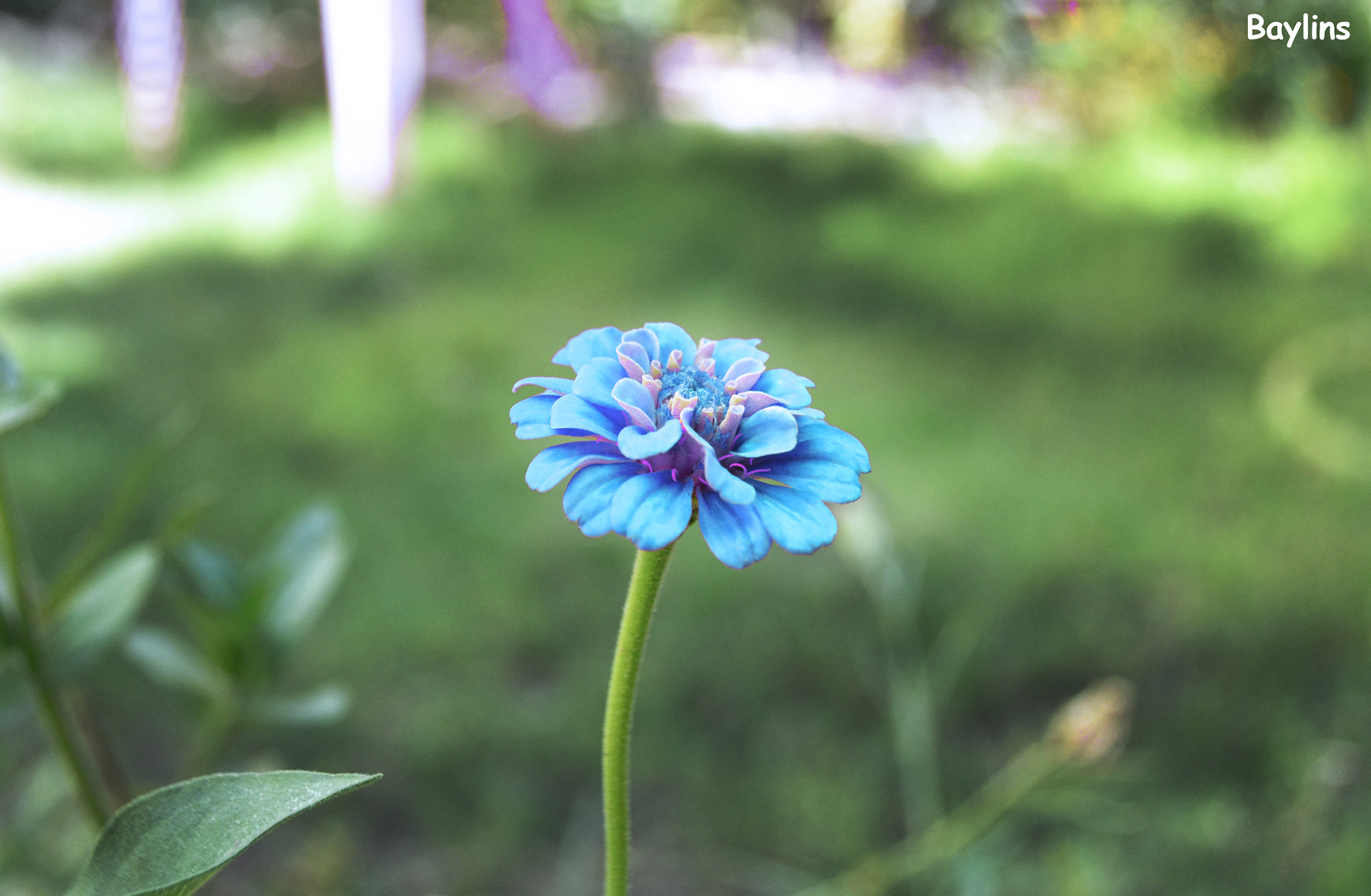 Nikon D3100 + Sigma 105mm F2.8 EX DG Macro sample photo. Blue flower photography