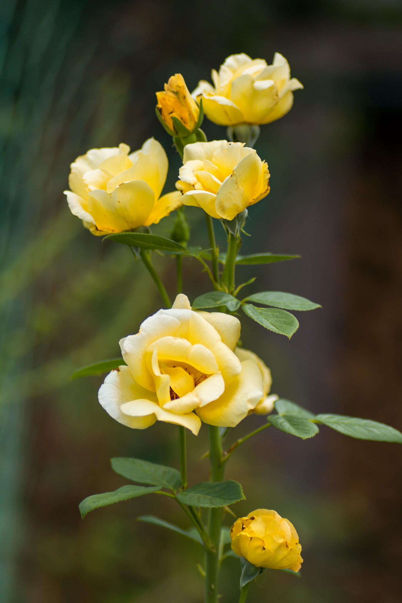 Canon EOS 700D (EOS Rebel T5i / EOS Kiss X7i) + Tamron SP AF 90mm F2.8 Di Macro sample photo. Yellow roses photography
