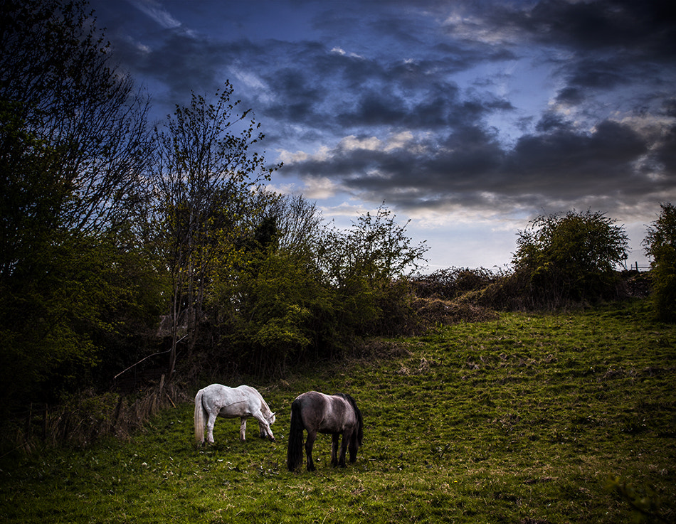 Canon EOS 50D + Canon EF 20-35mm F3.5-4.5 USM sample photo. Horse photography