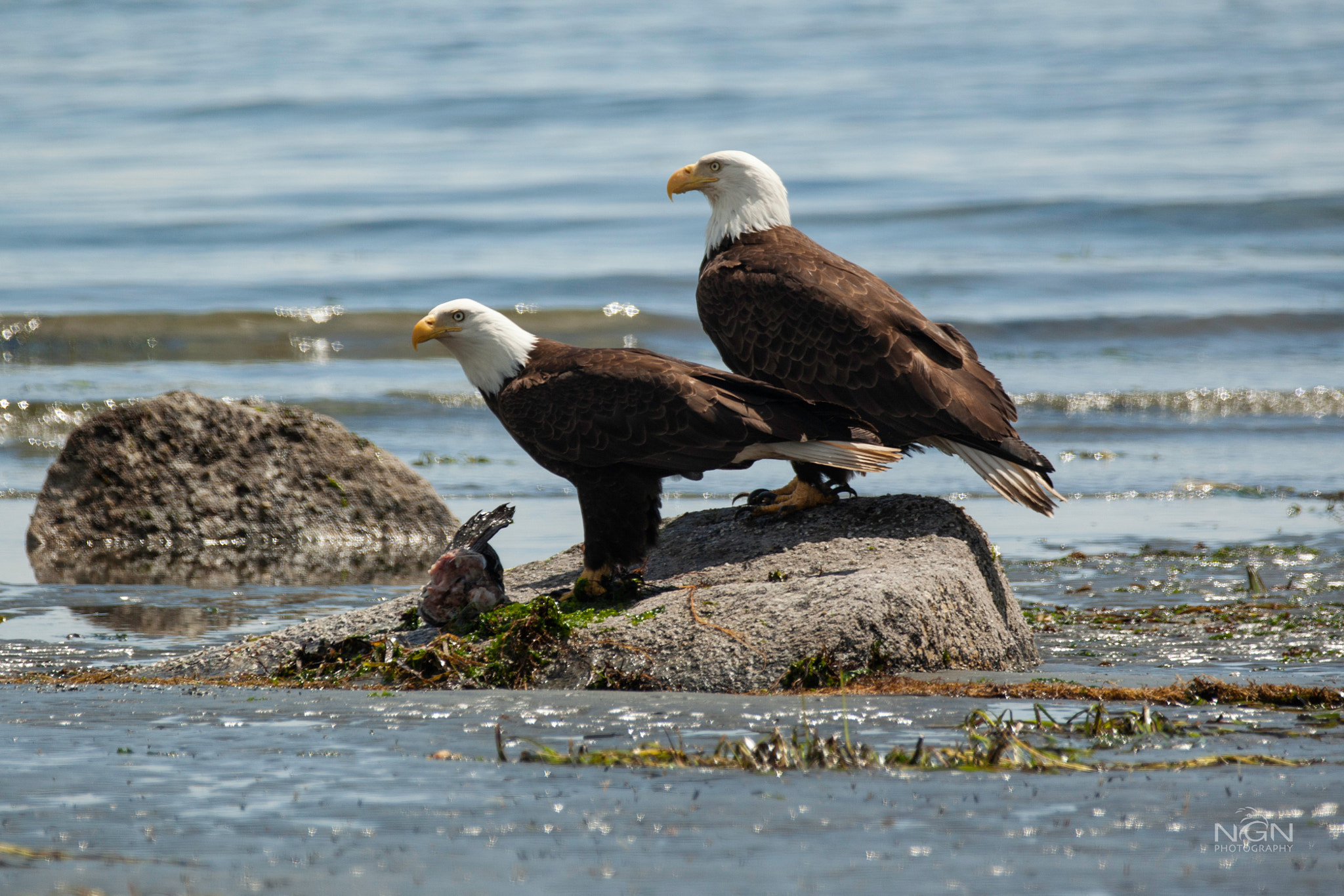 Canon EF 70-200mm F2.8L IS II USM sample photo. Two bald eagles feeding on a fish on the waters edge. photography