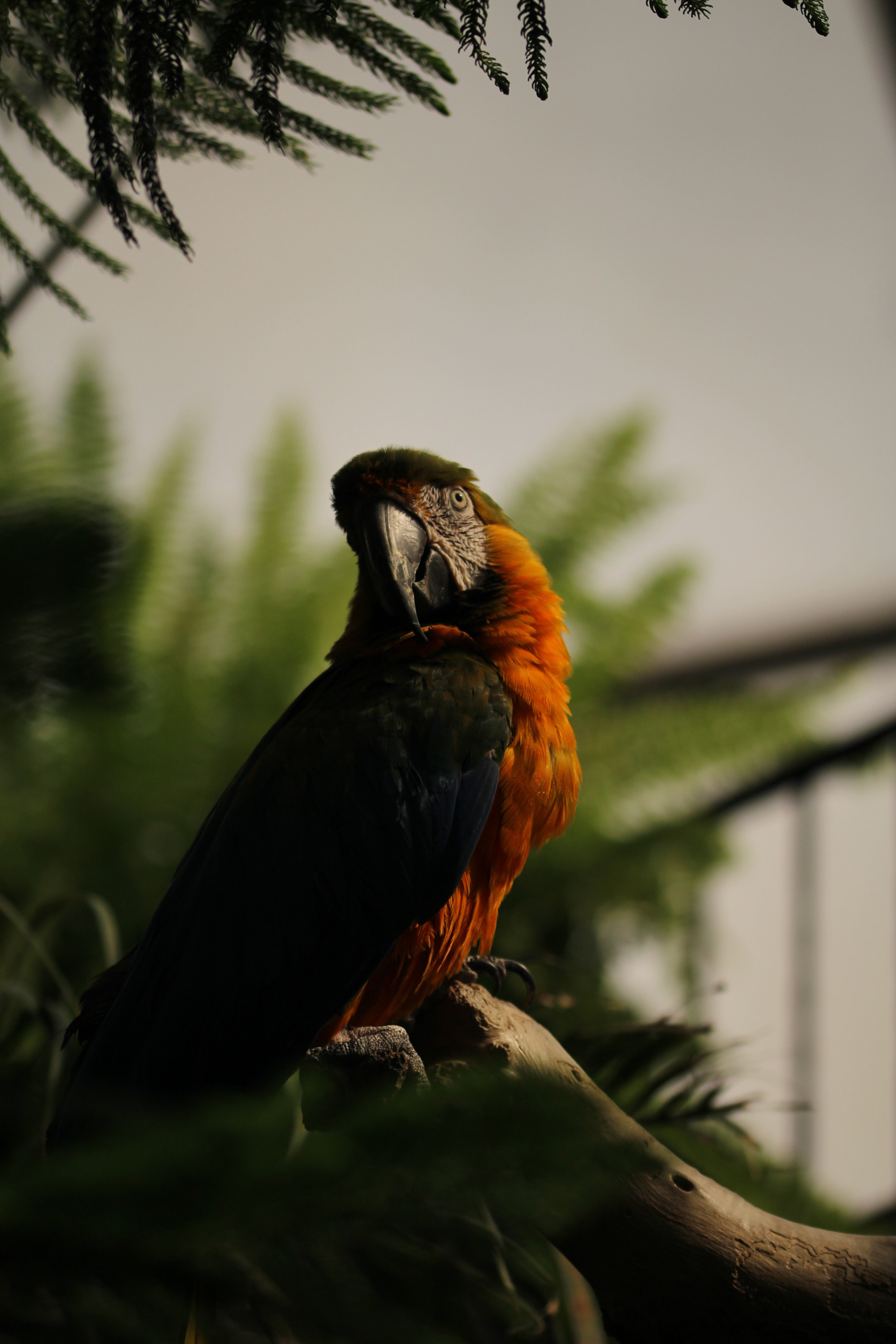 Sigma 105mm F2.8 EX DG OS HSM sample photo. Just a parrot photography