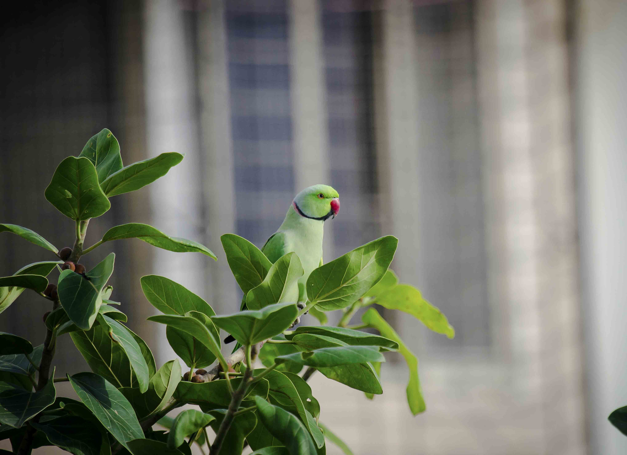Canon EF 100-400mm F4.5-5.6L IS USM sample photo. Parrot photography