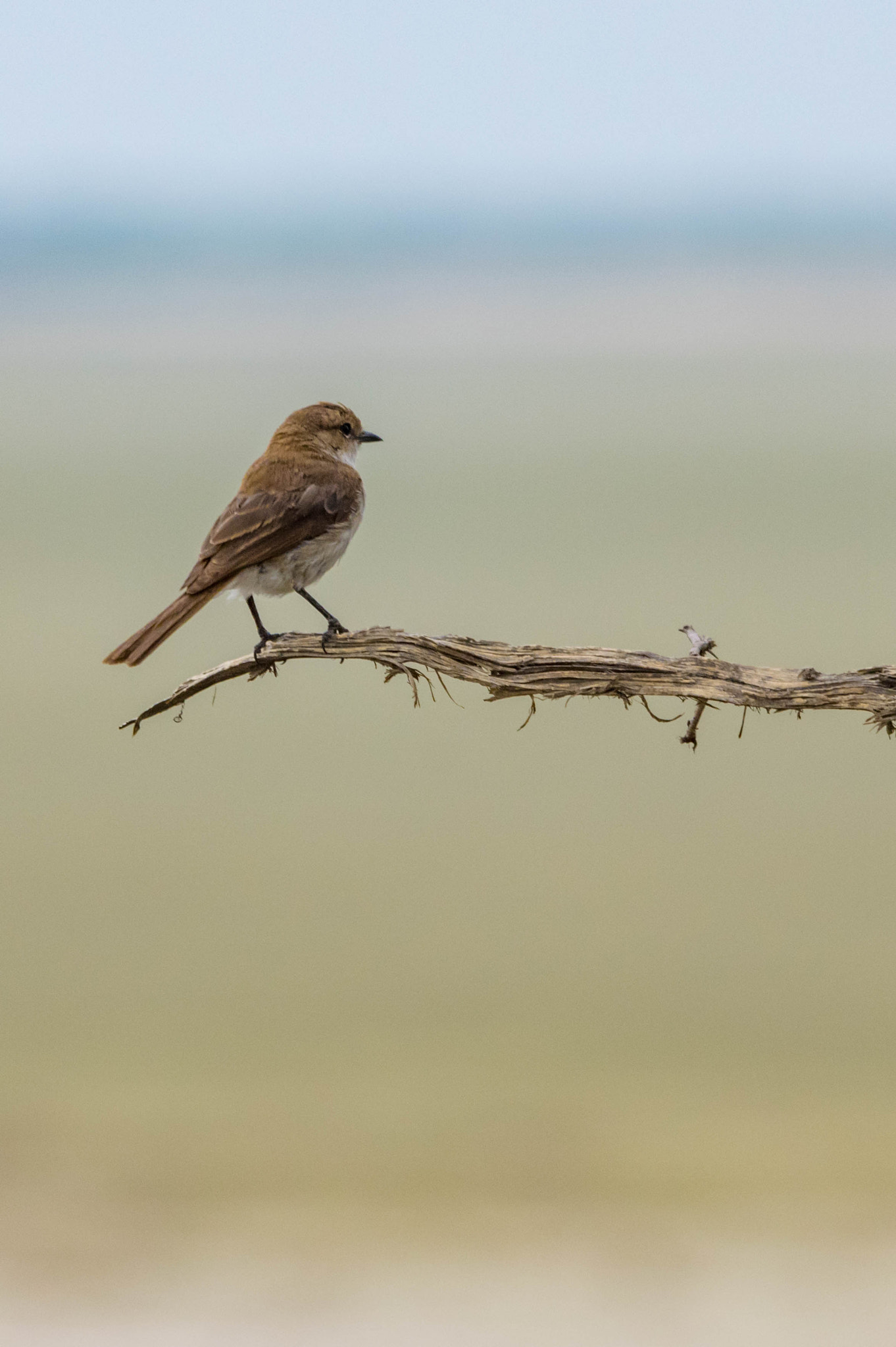 Sigma 70-200mm F2.8 EX DG Macro HSM II sample photo. Flycatcher photography