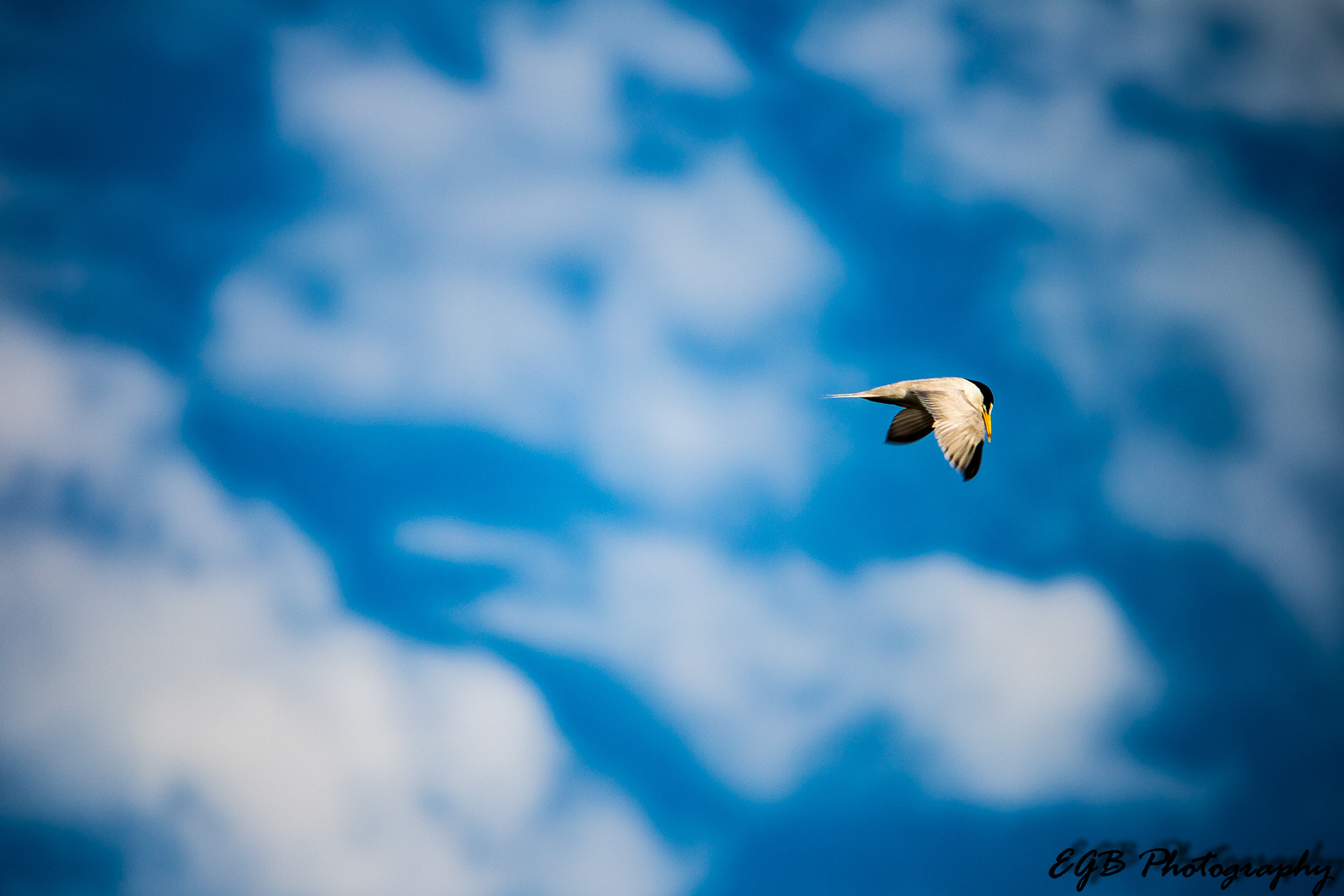 Canon EF-S 55-250mm F4-5.6 IS sample photo. In the big blue sky photography