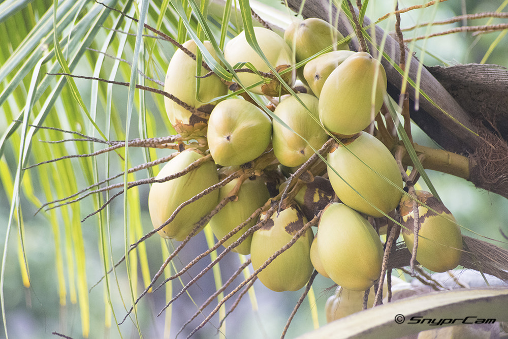 Sigma 70-300mm F4-5.6 APO DG Macro sample photo. Coconuts photography