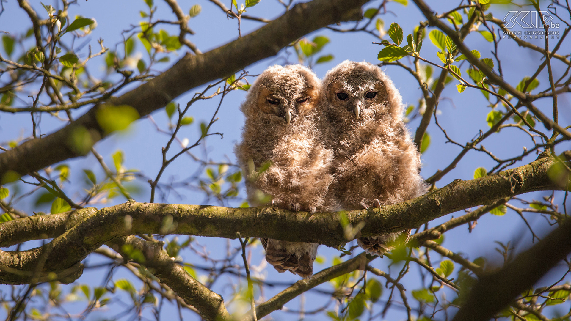 Sigma 150-600mm F5-6.3 DG OS HSM | S sample photo. Juvenile tawny owls photography