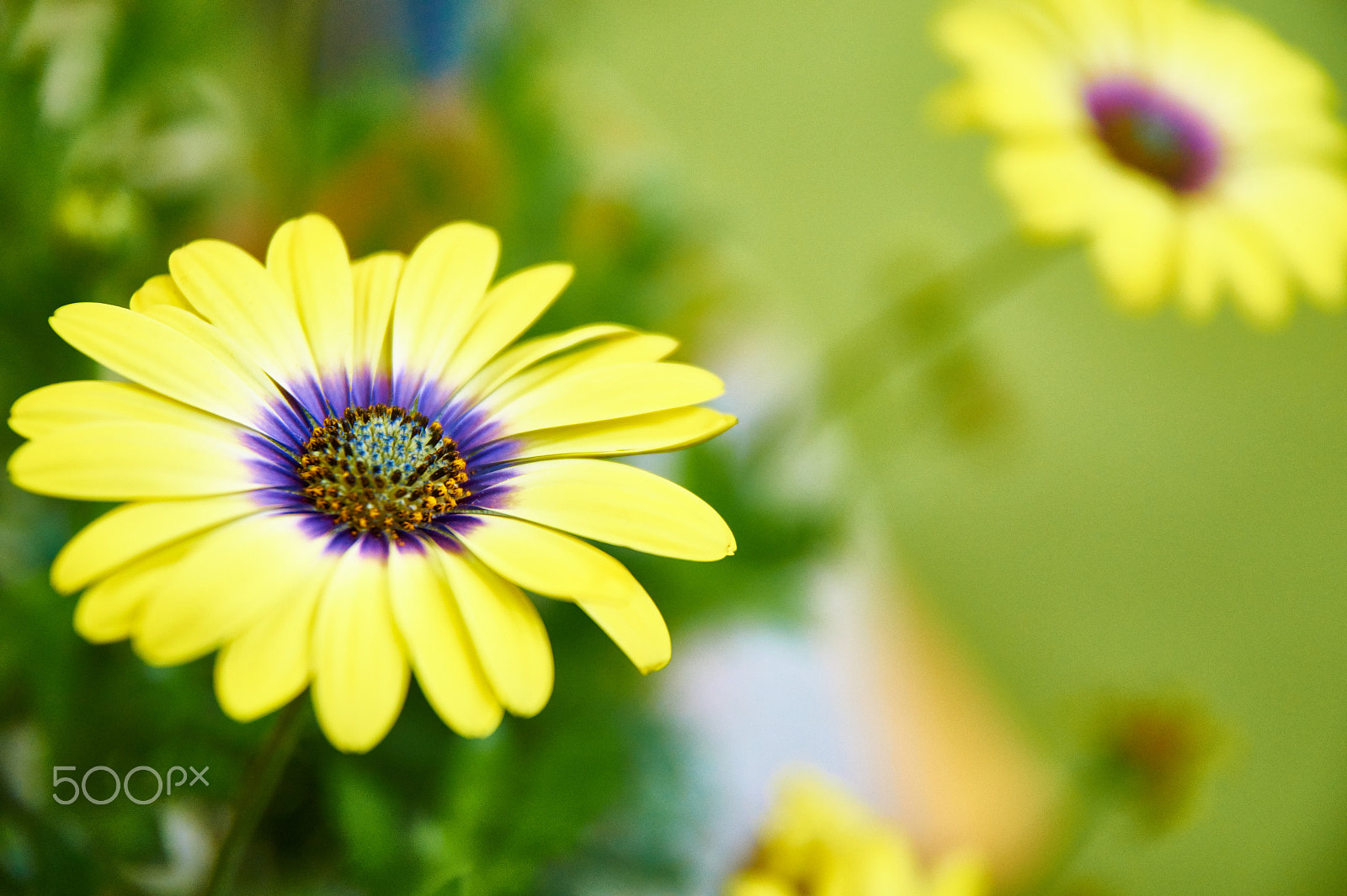 Sony SLT-A58 + DT 17-50mm F2.8 sample photo. Daisy. photography