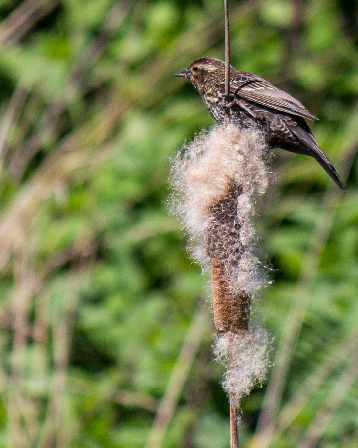 Canon EOS 100D (EOS Rebel SL1 / EOS Kiss X7) sample photo. Red-winged blackbird photography