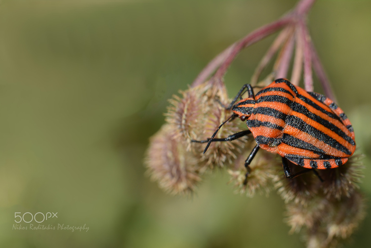 Nikon D5200 + Nikkor 500mm f/4 P ED IF sample photo. Graphosoma lineatum ssp italicum photography