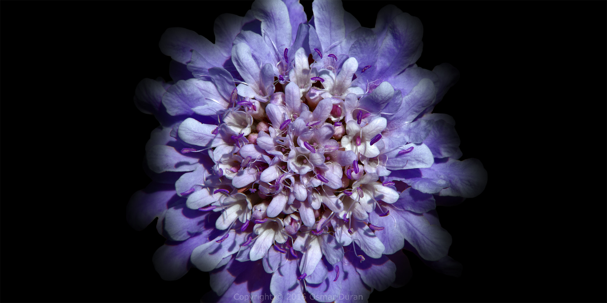 Nikon D200 sample photo. Scabiosa africana photography