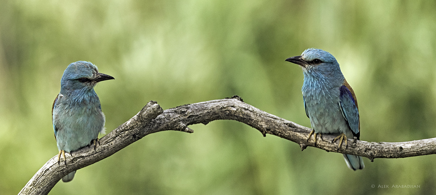 Nikon D5 + Nikon AF-S Nikkor 400mm F2.8E FL ED VR sample photo. Is this love? photography