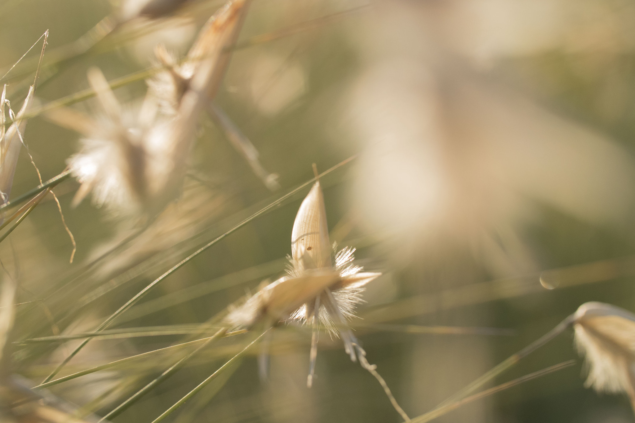 Canon EF 100mm F2.8L Macro IS USM sample photo. Grass at sunset photography