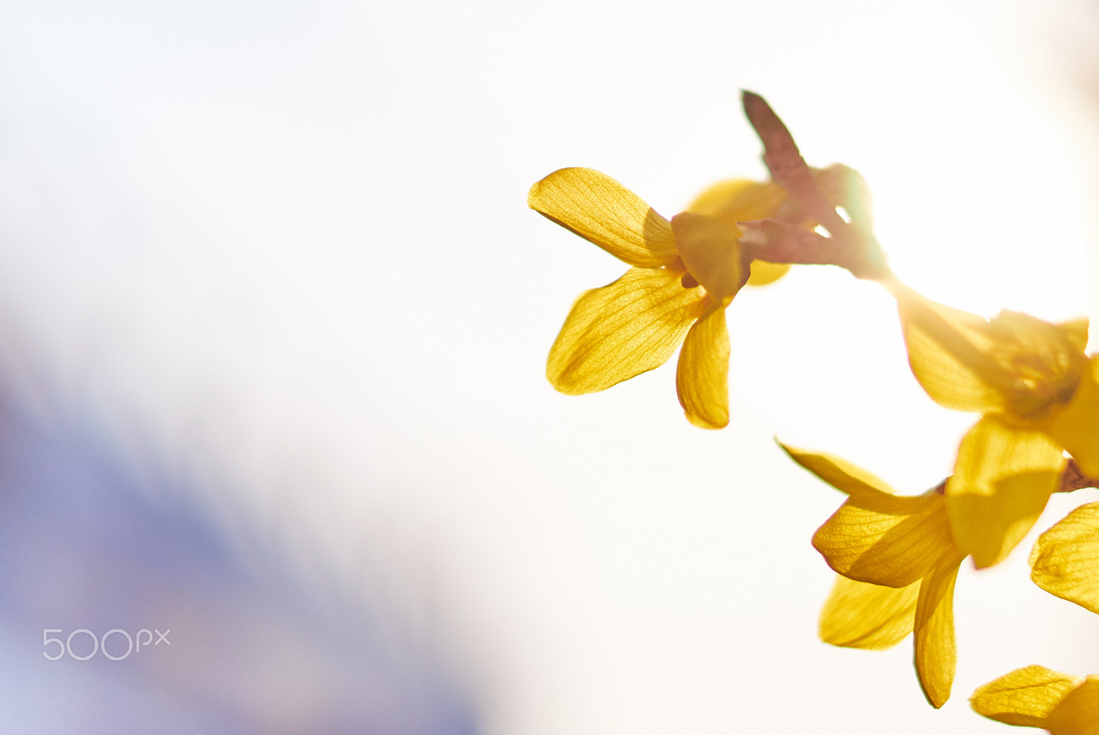 Sony SLT-A58 sample photo. Forsythia. photography