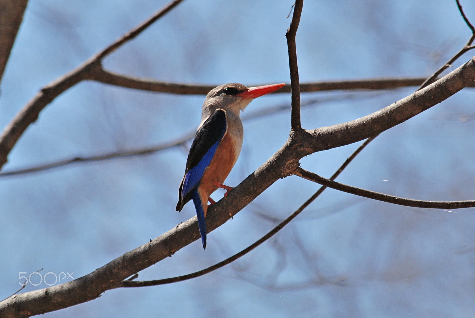 Nikon D60 sample photo. Amazing tiny creature photography