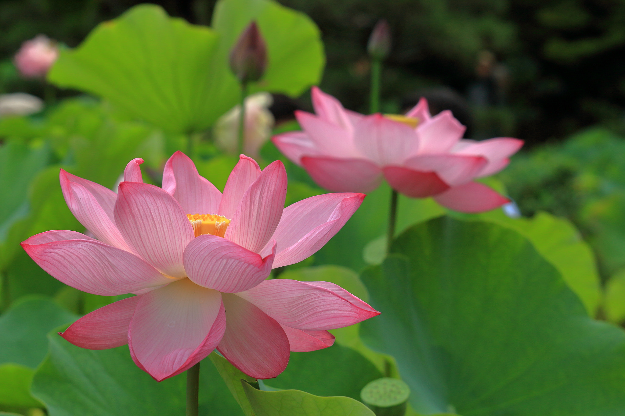 Canon EOS 100D (EOS Rebel SL1 / EOS Kiss X7) sample photo. Lotus photography