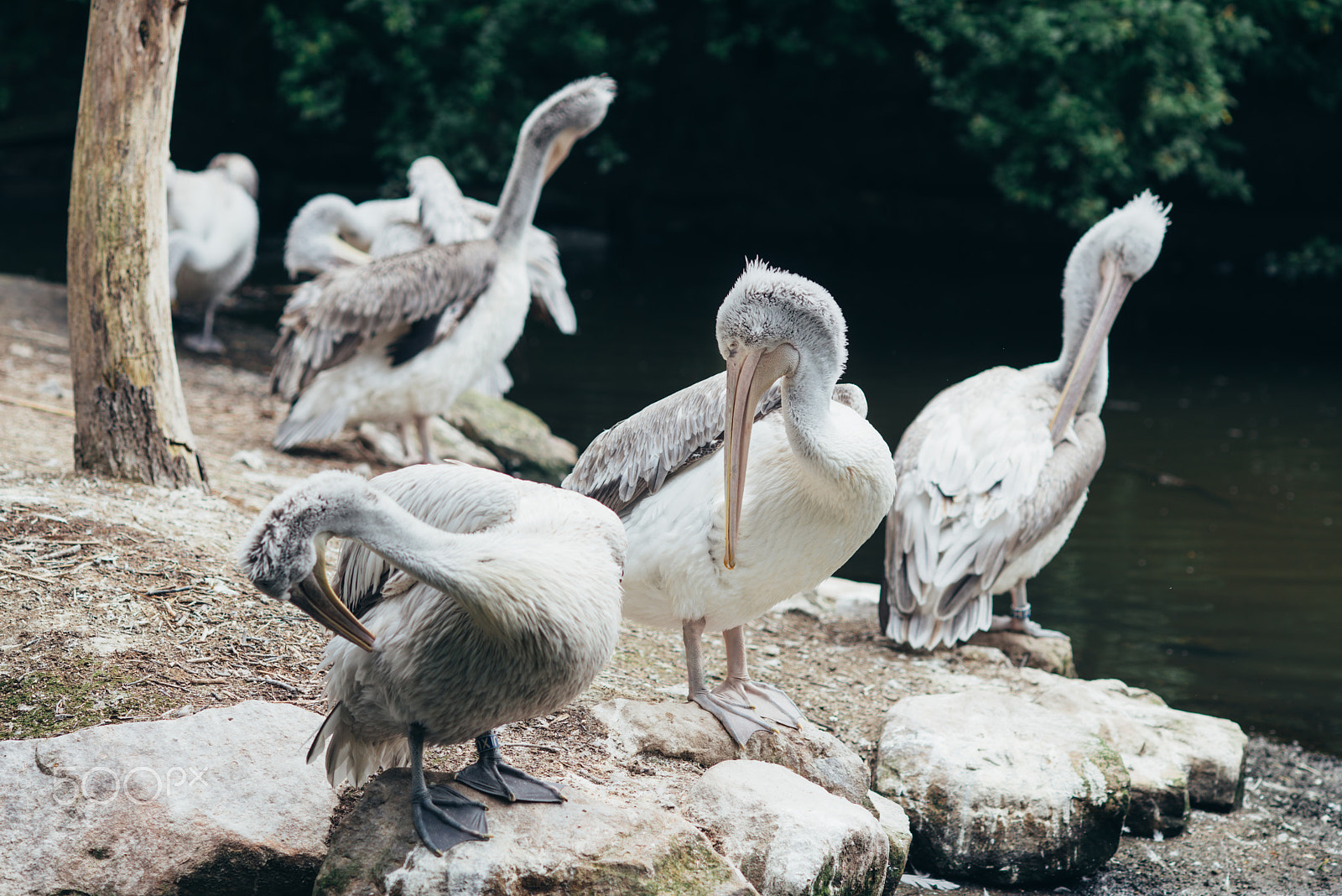 AF DC-Nikkor 135mm f/2 sample photo. Pelican colony photography