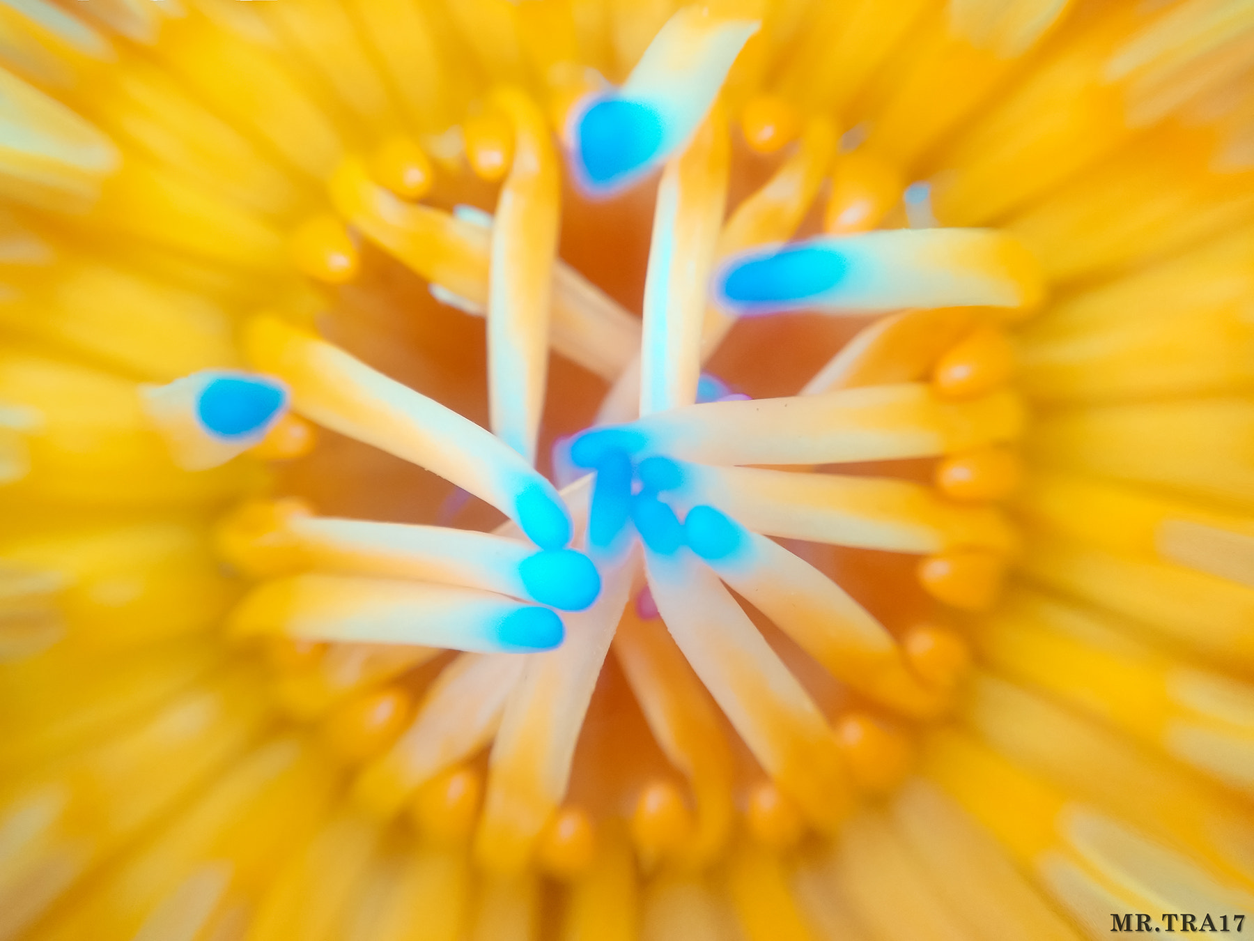 Xiaomi MI3 sample photo. Lotus stamen photography