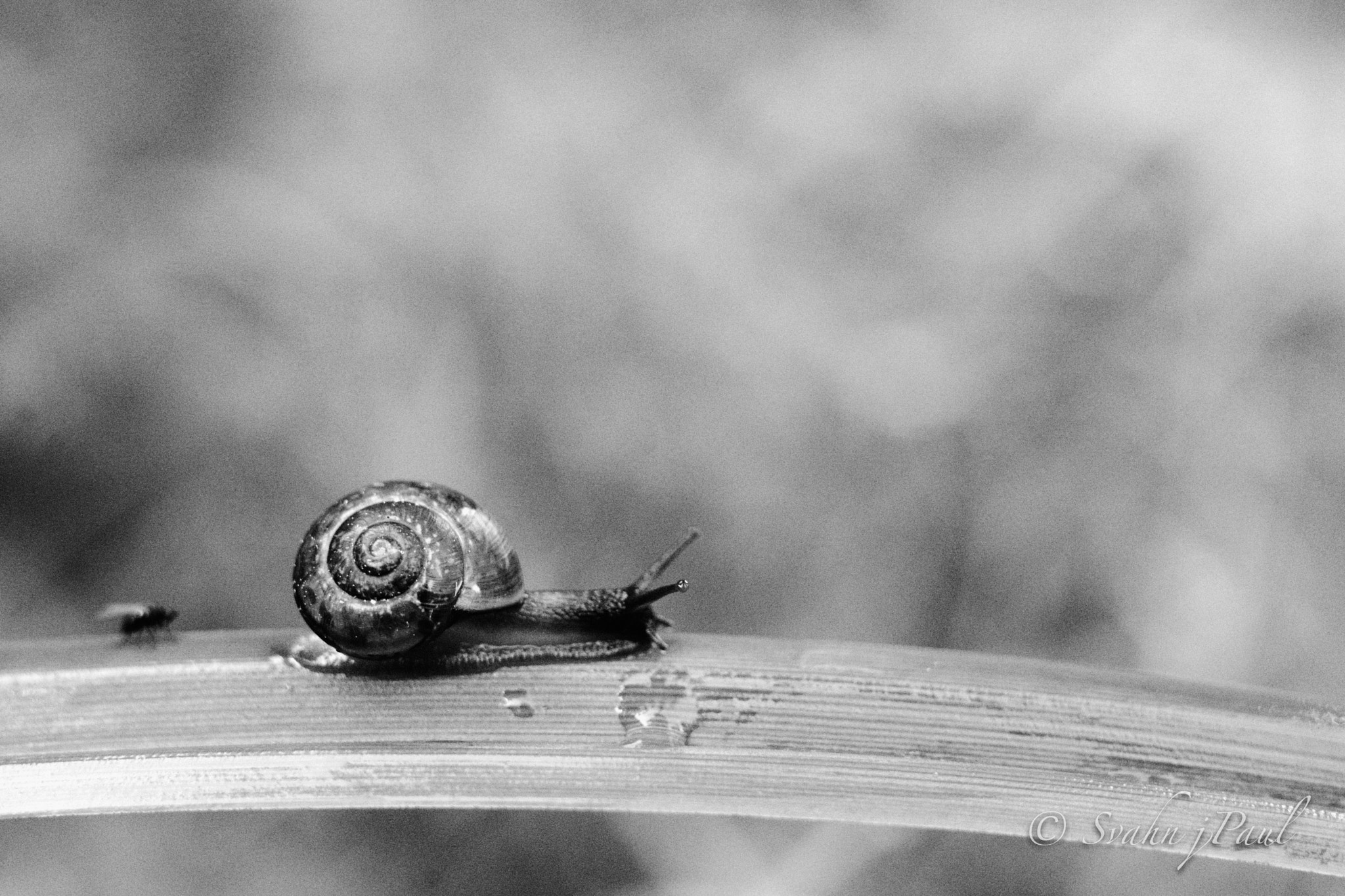 Leica SL (Typ 601) sample photo. Wait me....! photography