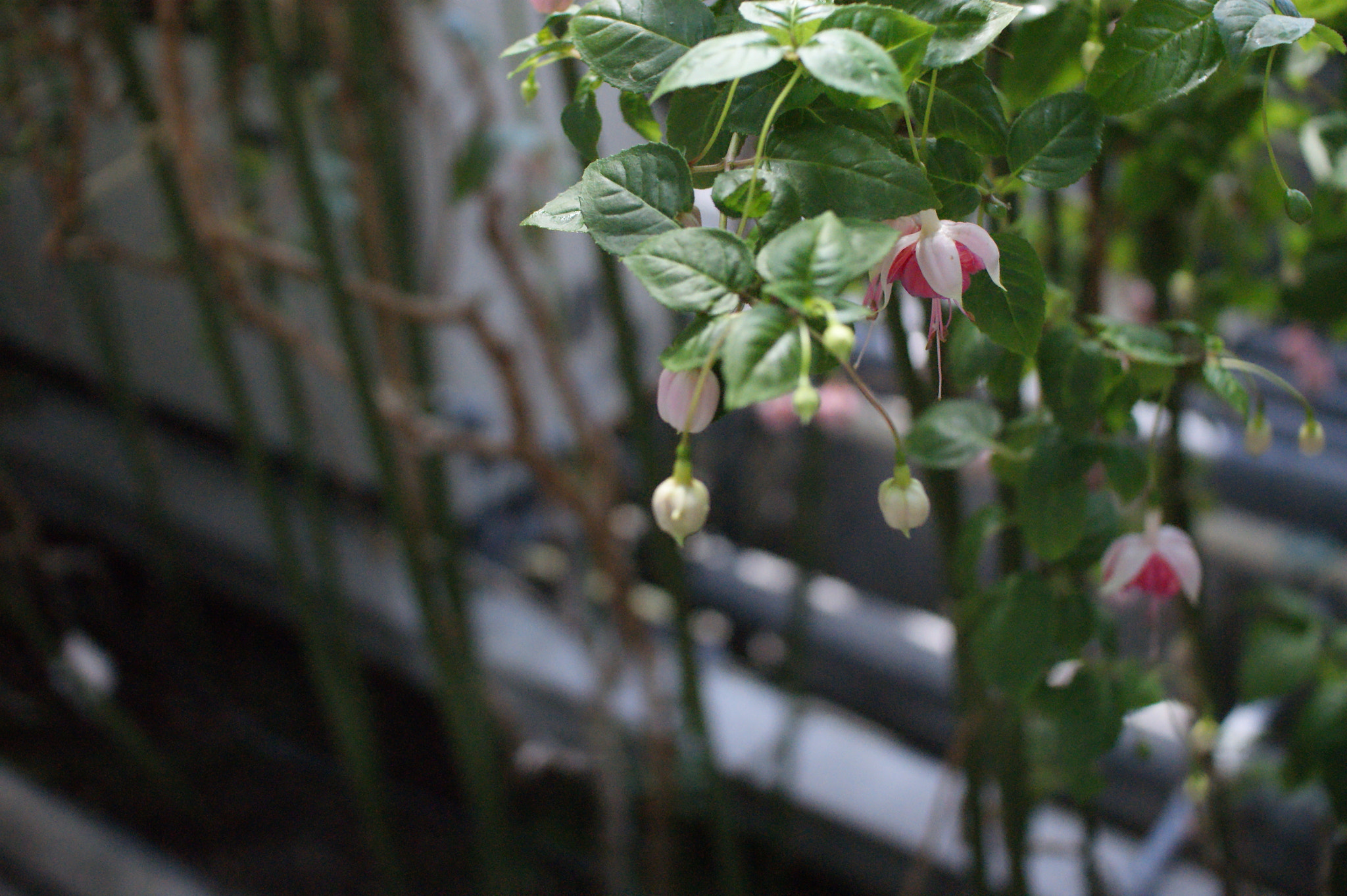 Sony Alpha DSLR-A350 sample photo. Flower photography