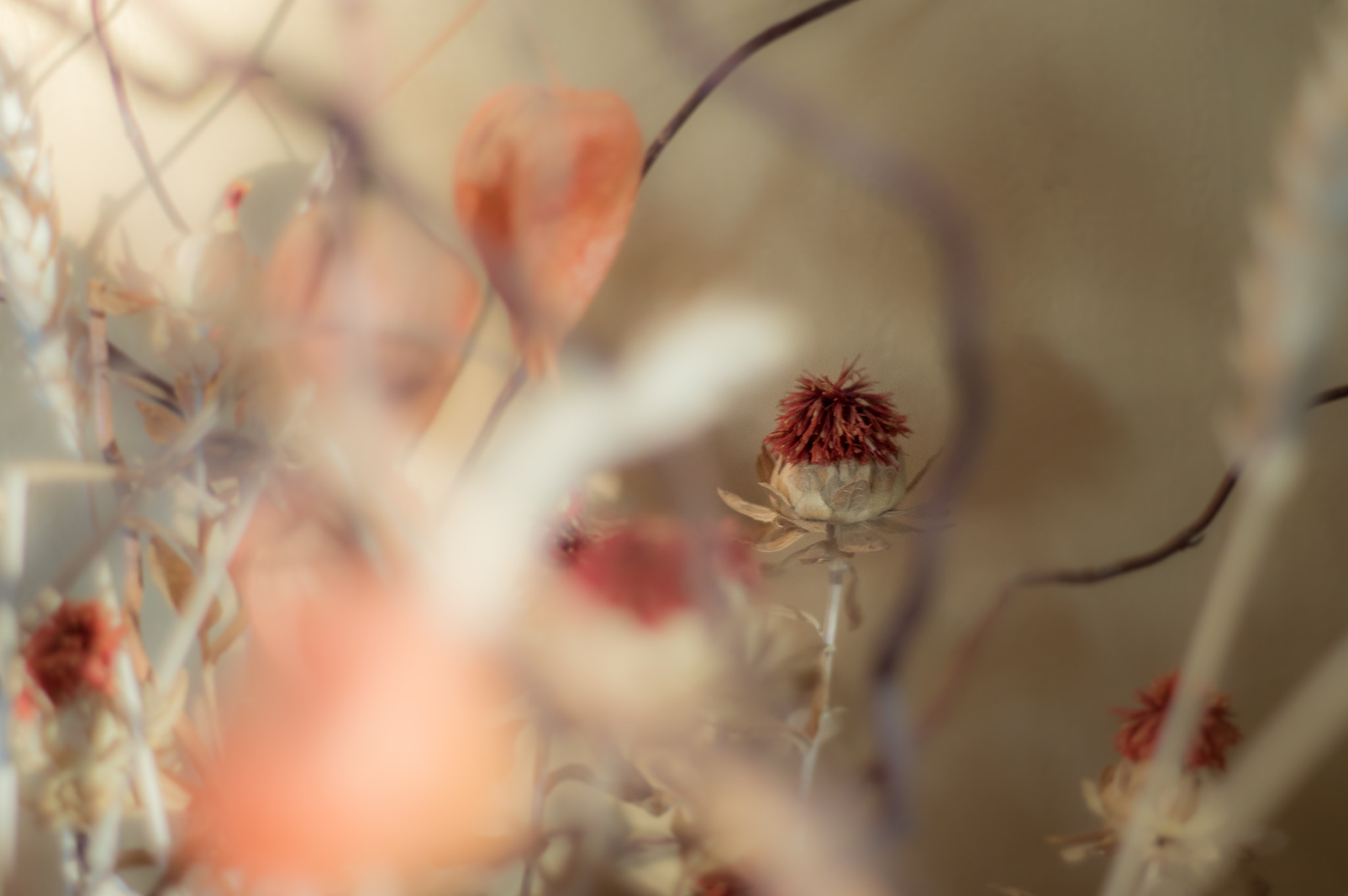 AF Nikkor 50mm f/1.8 sample photo