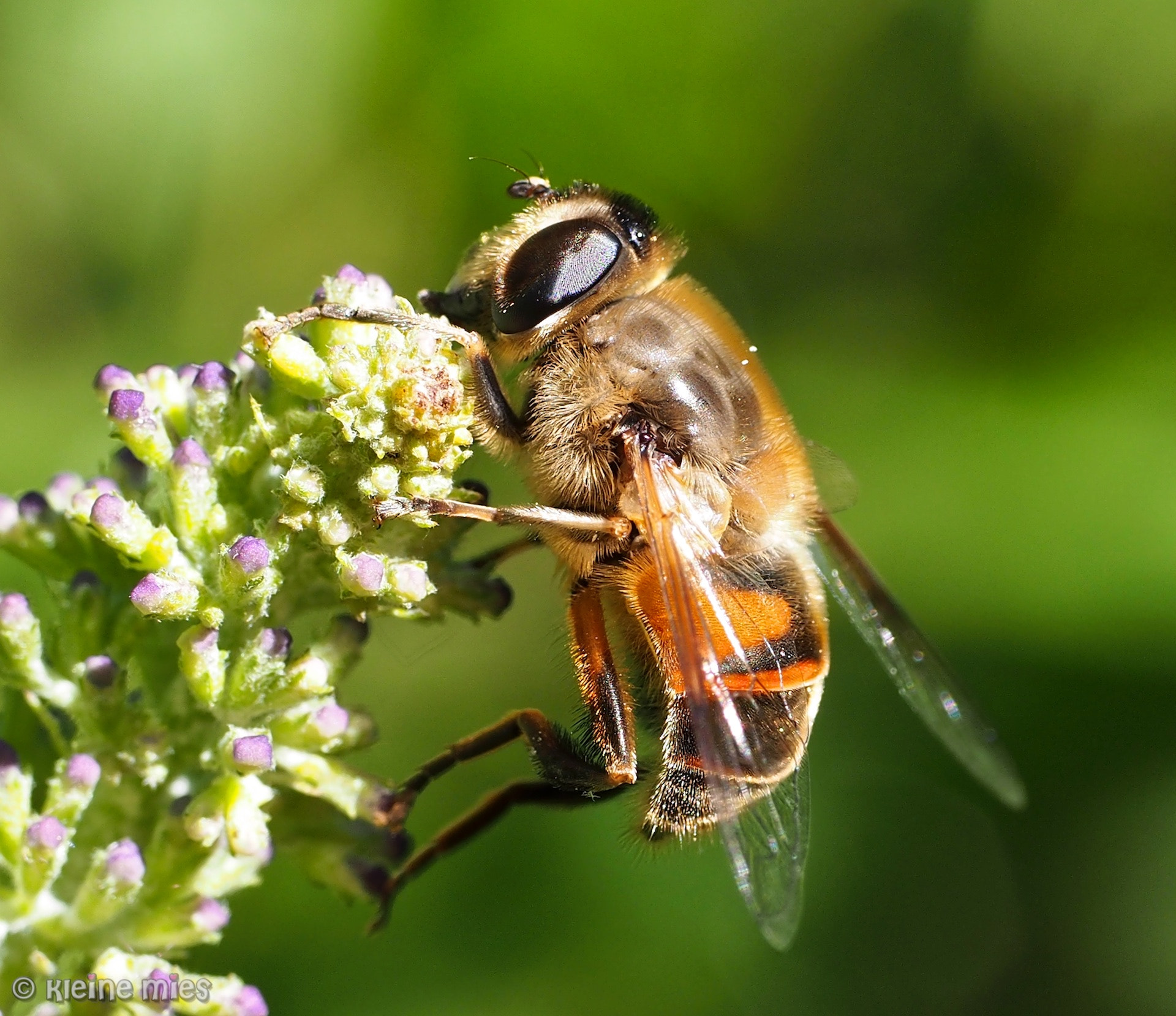 Panasonic Leica DG Macro-Elmarit 45mm F2.8 ASPH OIS sample photo. Hold on thight photography
