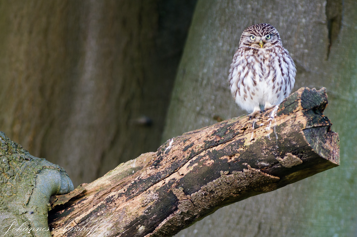 Nikon D7000 + Tokina AT-X 304 AF (AF 300mm f/4.0) sample photo. ~the bouncer~ photography