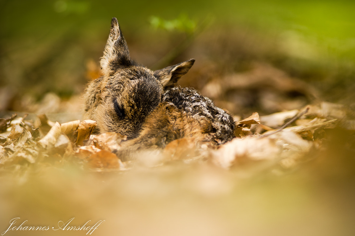 Nikon AF-S Nikkor 300mm F2.8G ED VR II sample photo. ~fawn~ photography