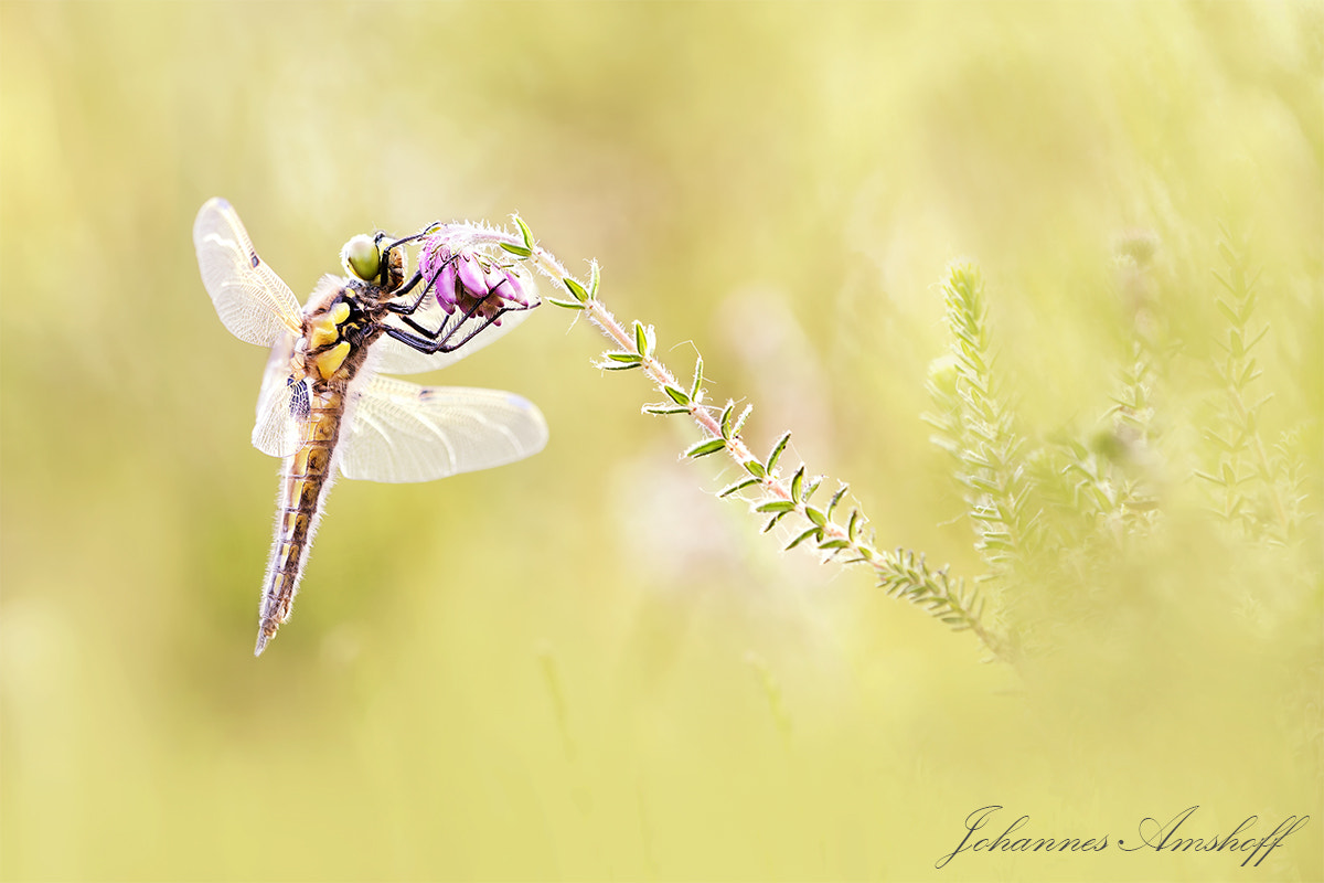 Nikon D7000 + Sigma 150mm F2.8 EX DG Macro HSM sample photo. ~young lady~ photography